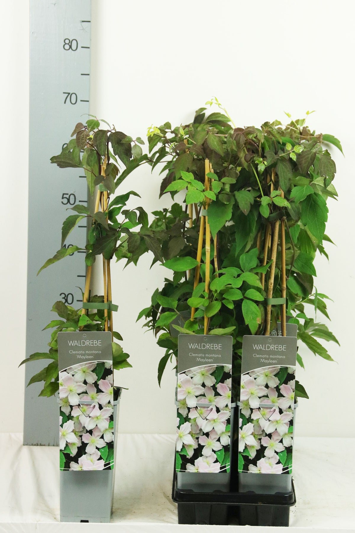 Clematis &
