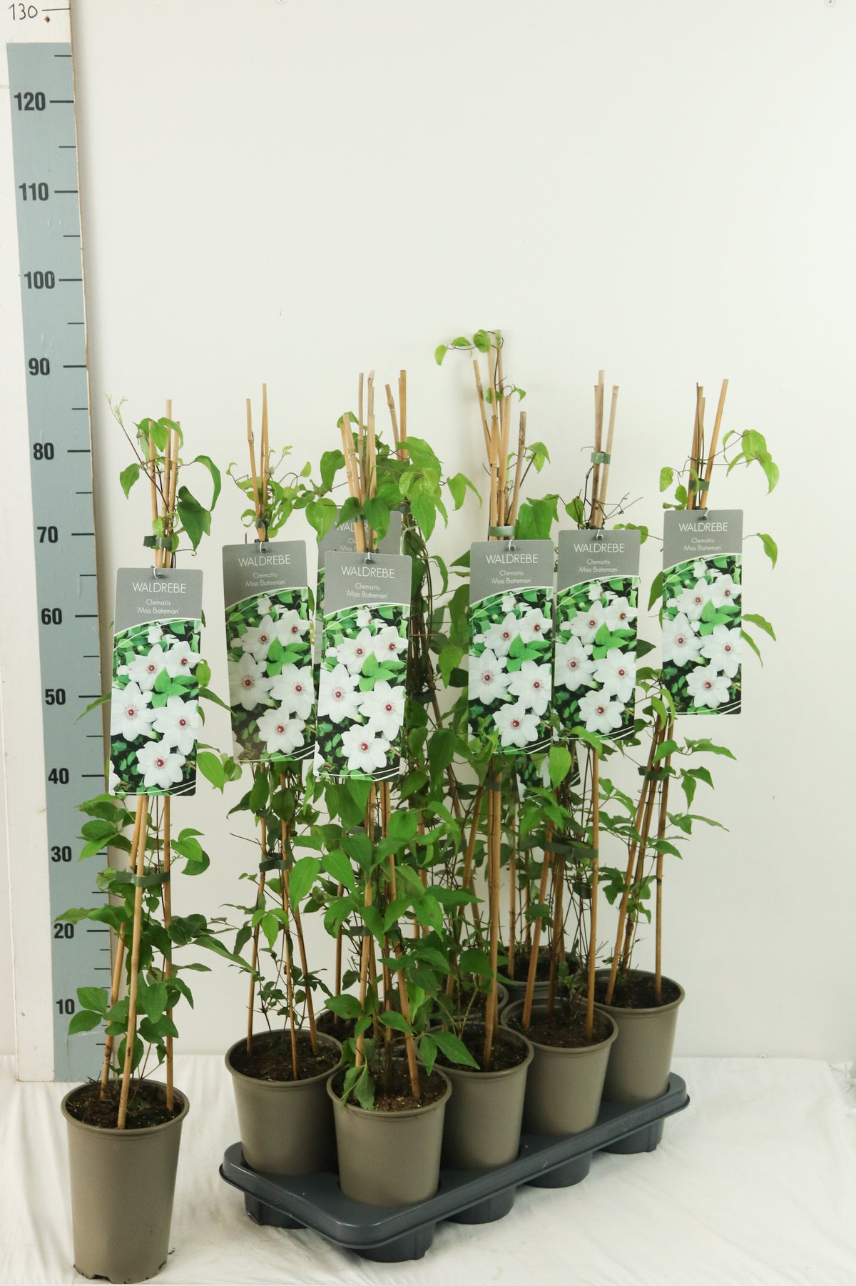 Clematis &