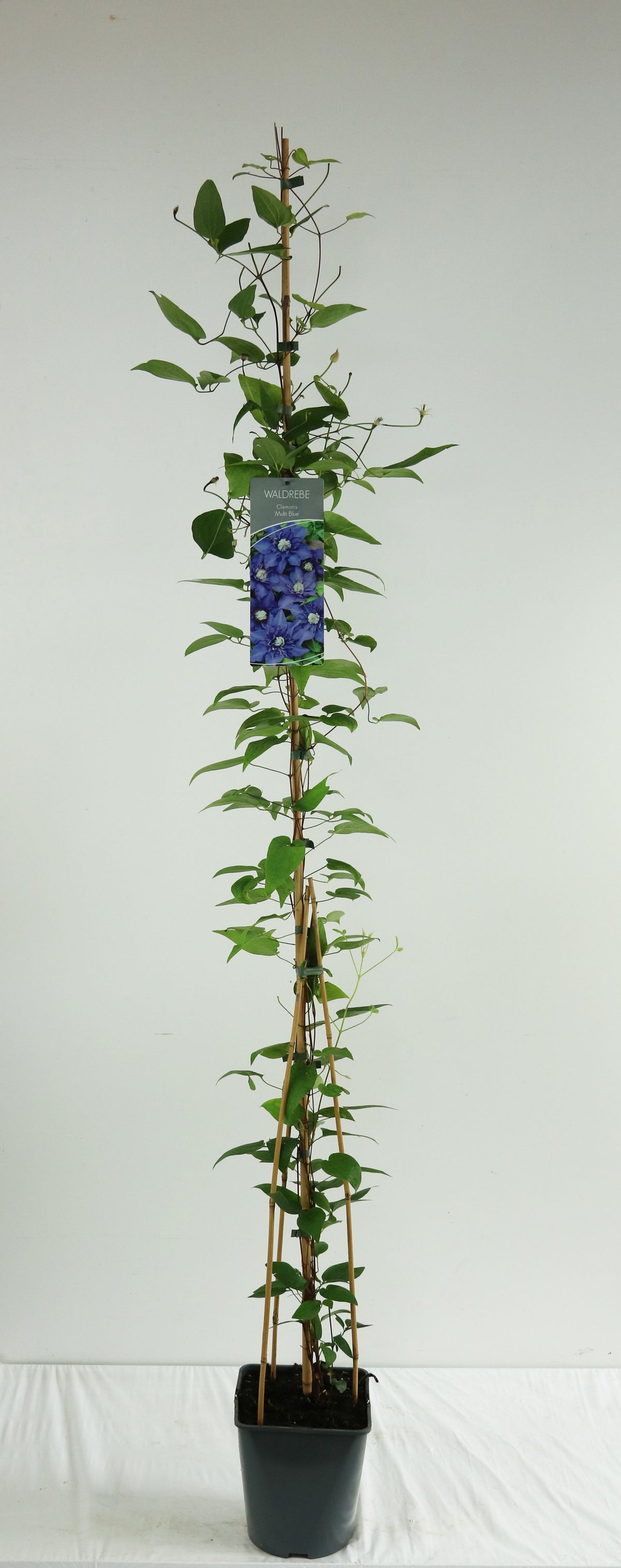 Clematis &