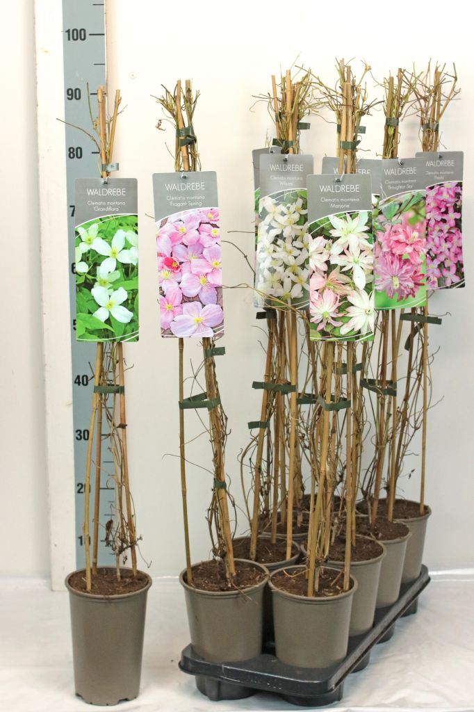 Clematis montana i olika sorter - 17 cm kruka, 60-100 cm