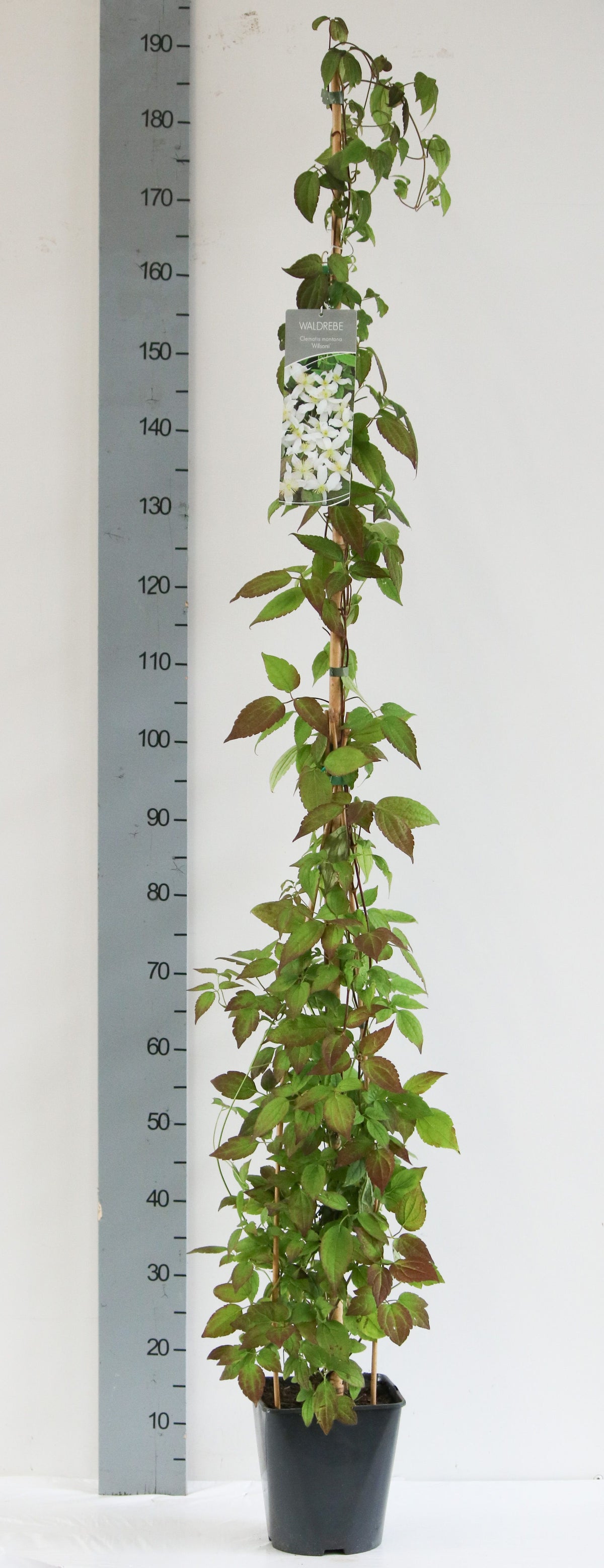 Clematis montana i olika sorter, C5 (5 liters kruka) 100-125 cm