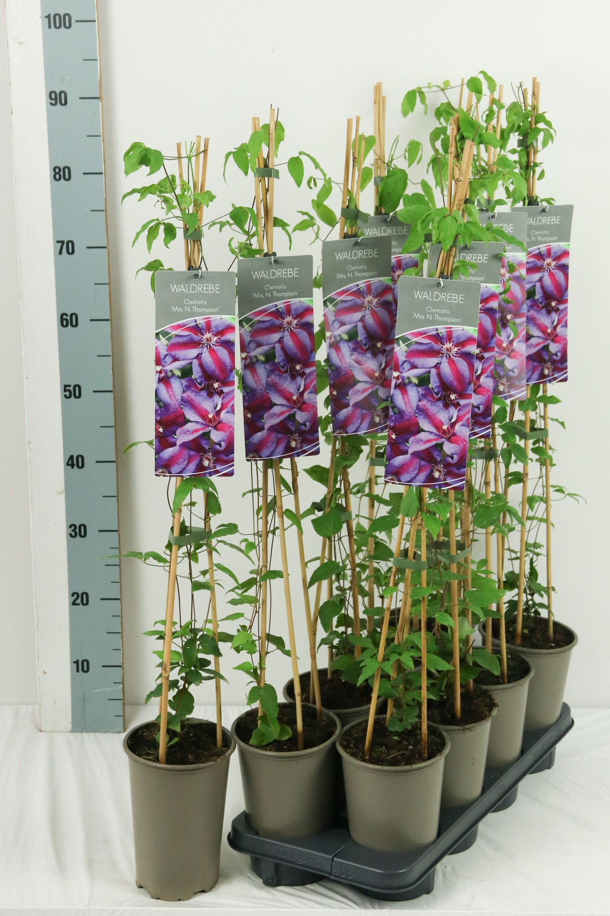 Clematis &