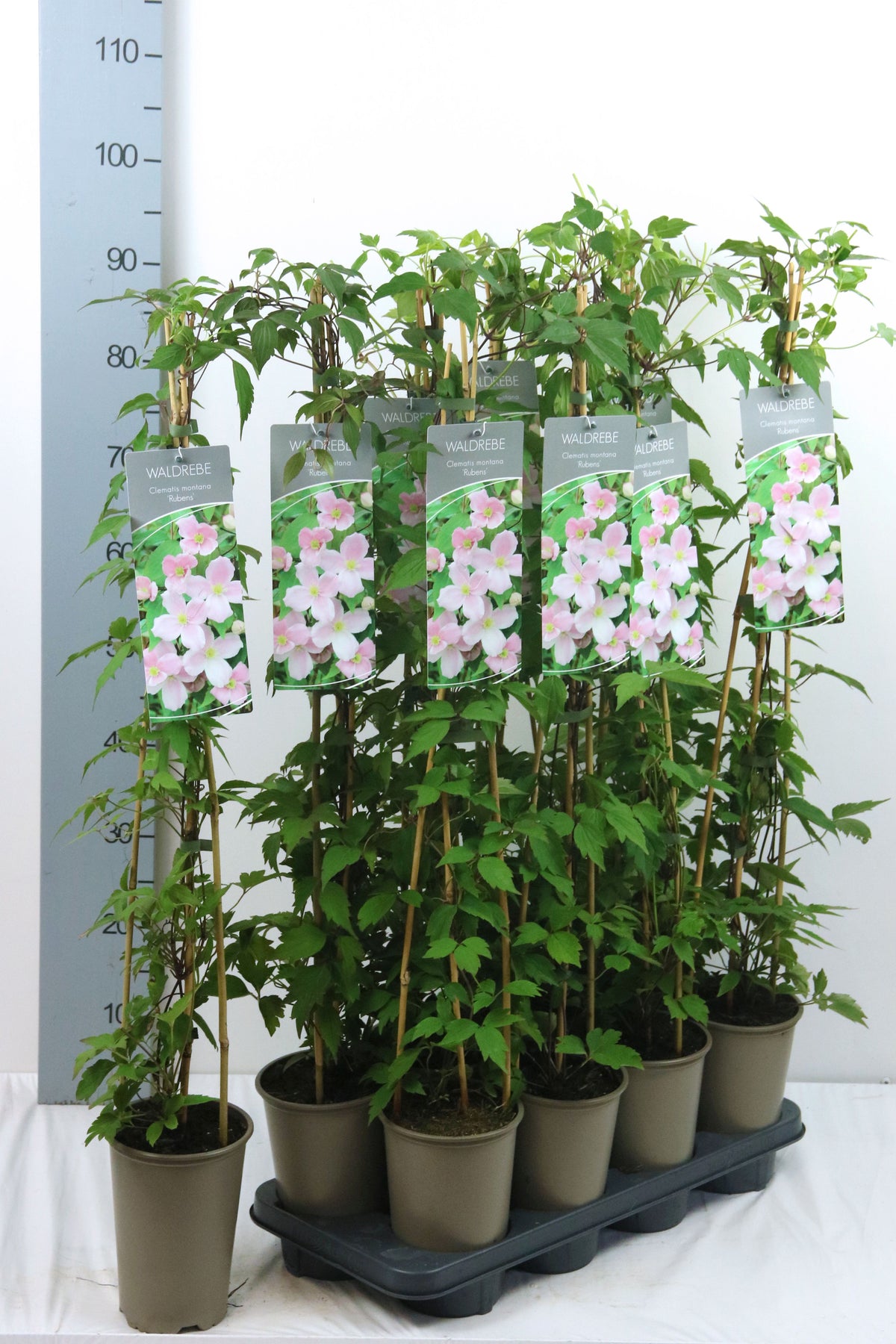 Clematis mont. &