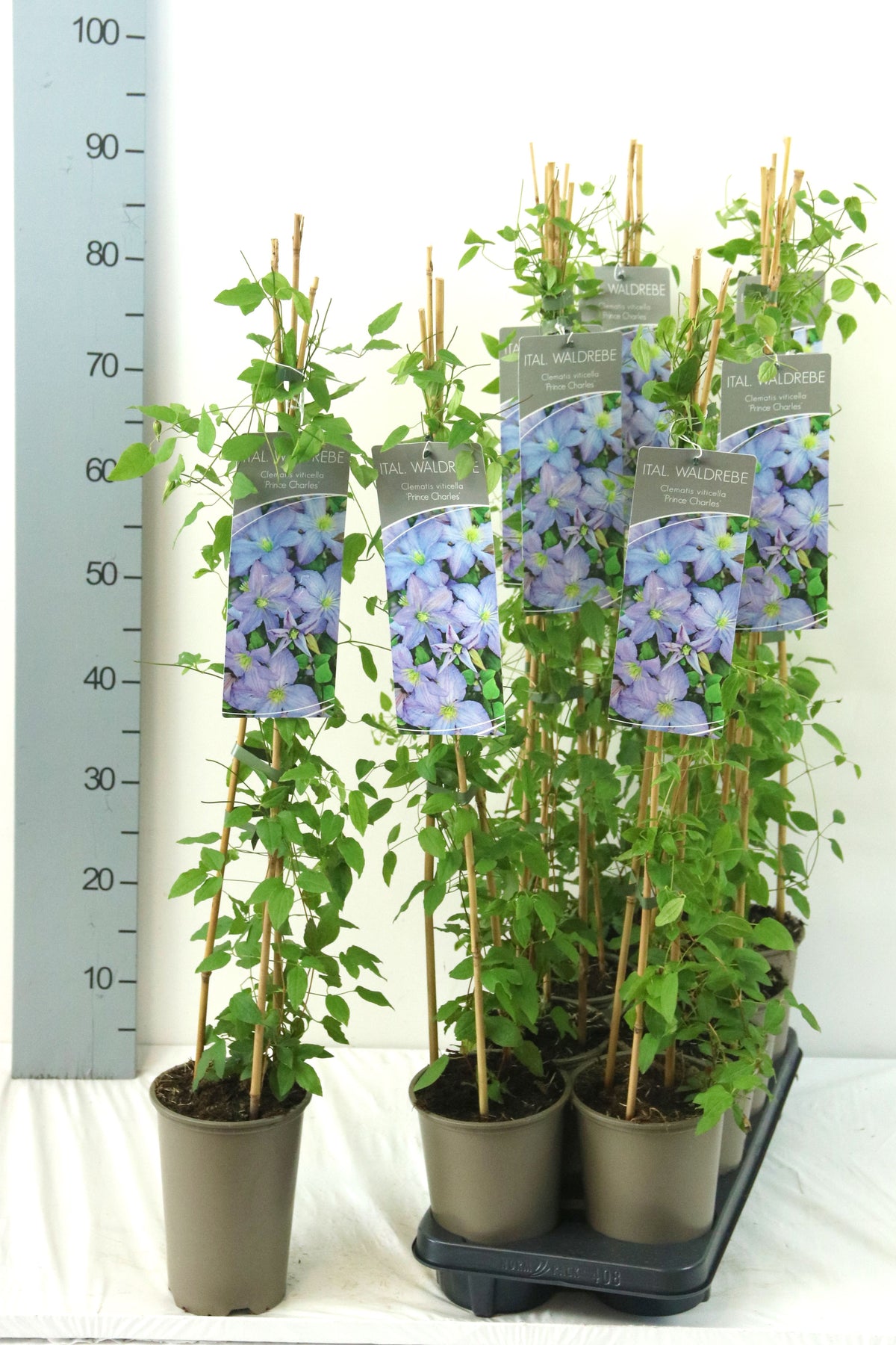 Clematis &
