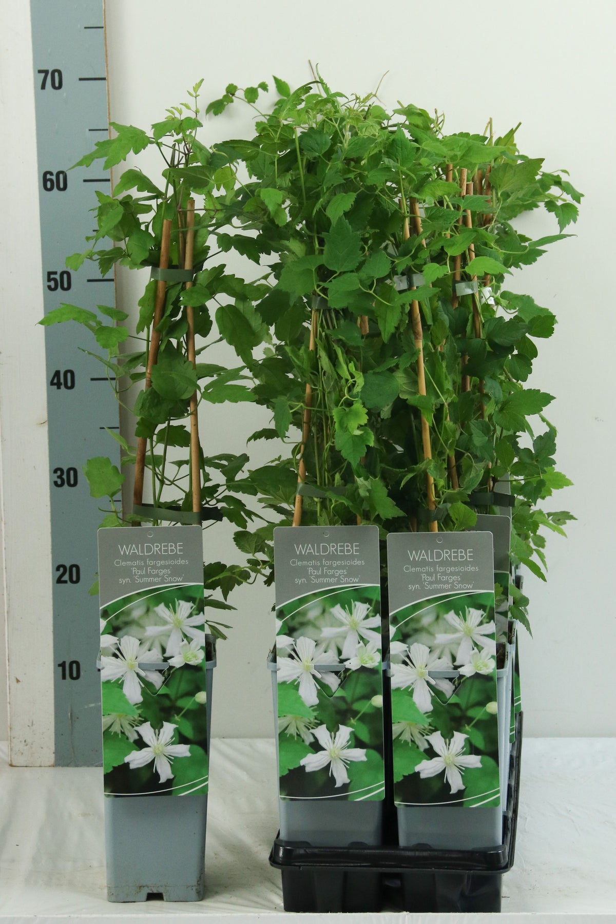 Clematis &