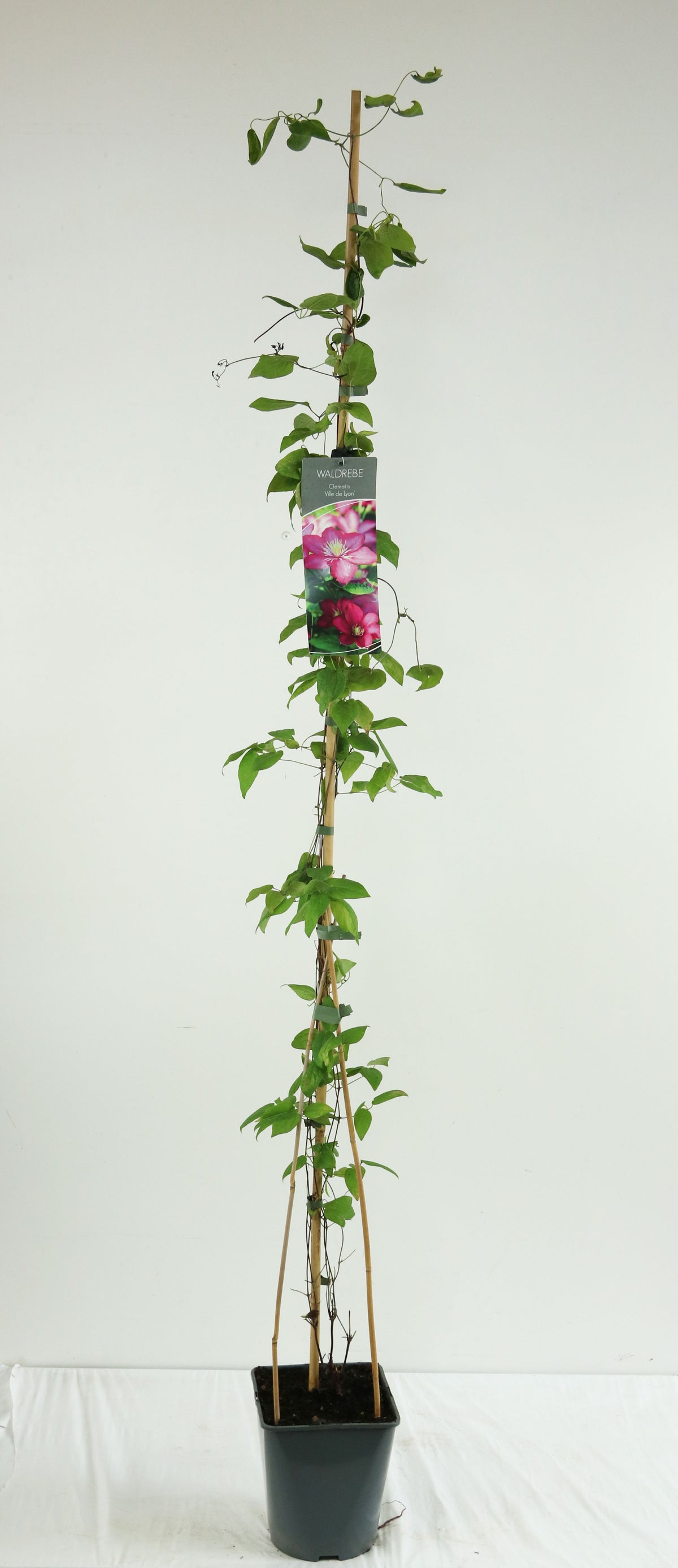 Clematis &