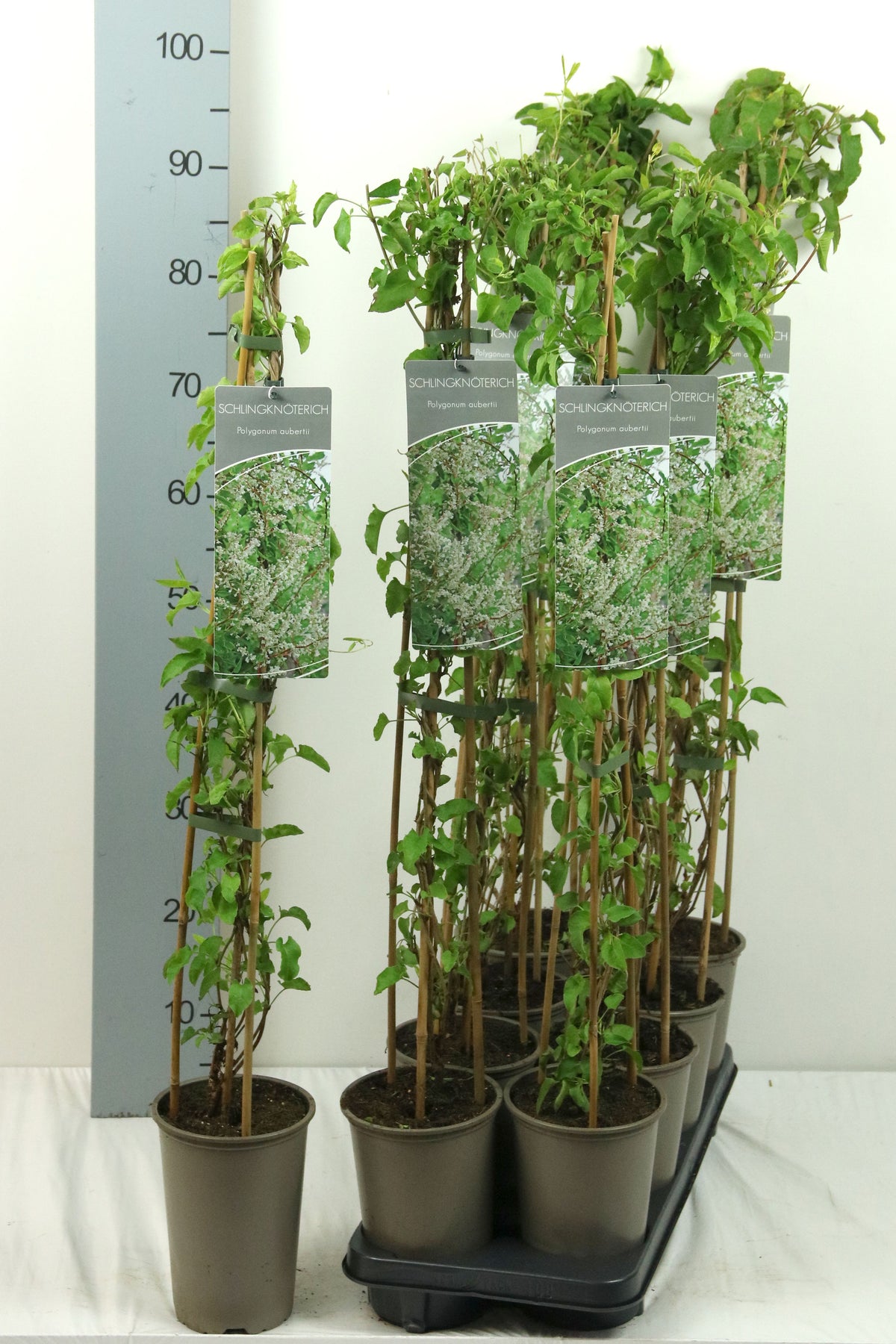 Fallopia aubertii 60-100 cm, 17 cm kruka
