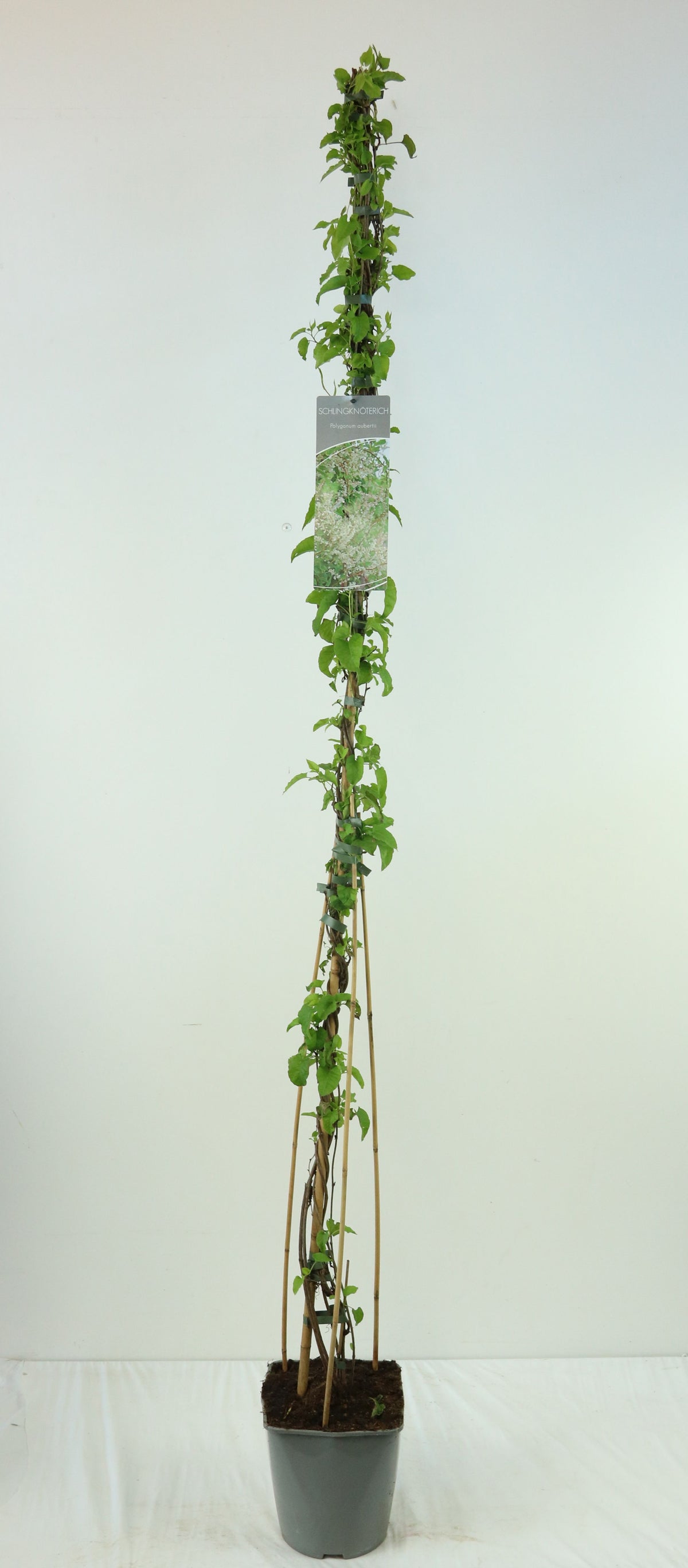 Fallopia aubertii C5 (5 liters kruka) 100-125 cm