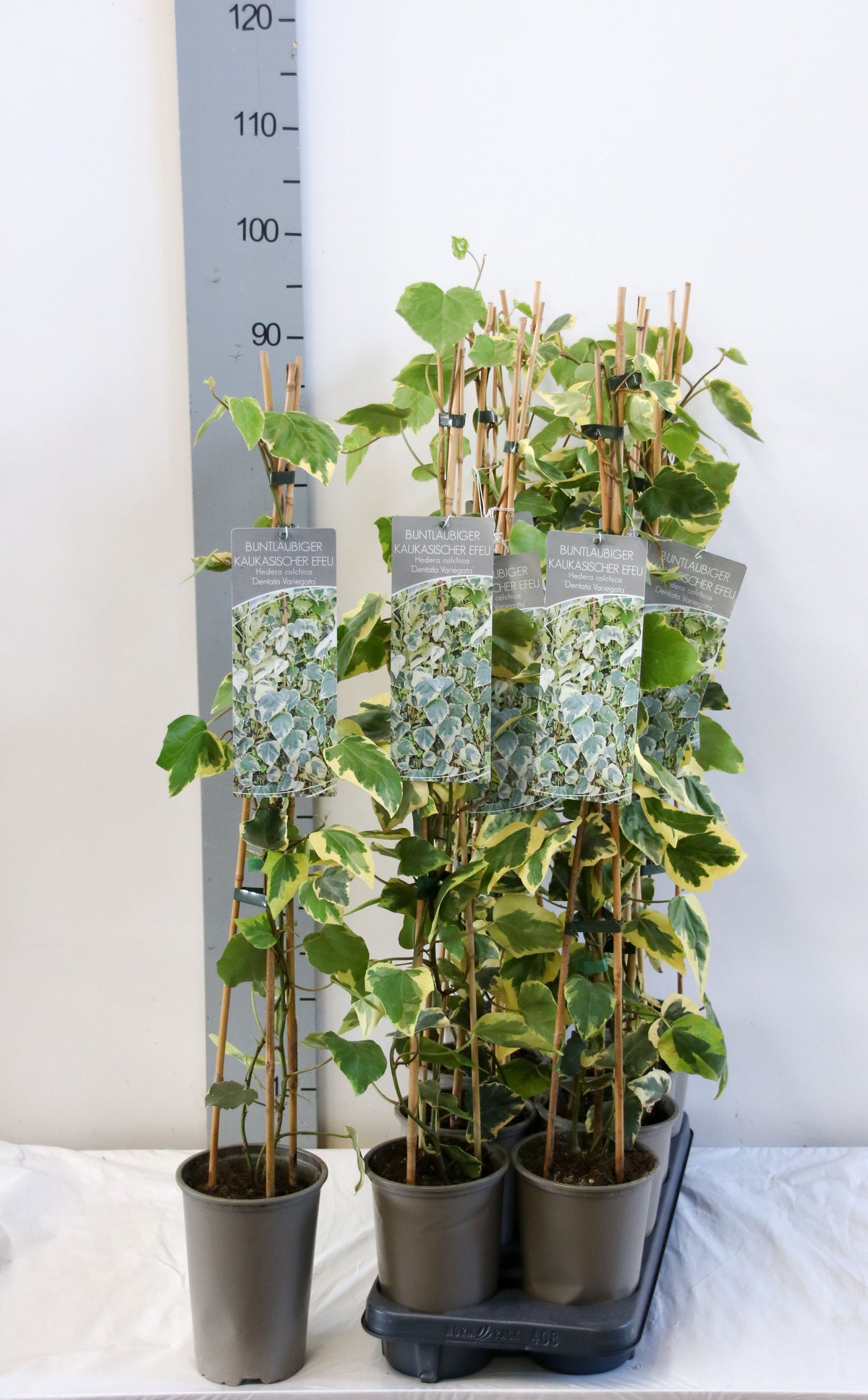 Hedera colchica &