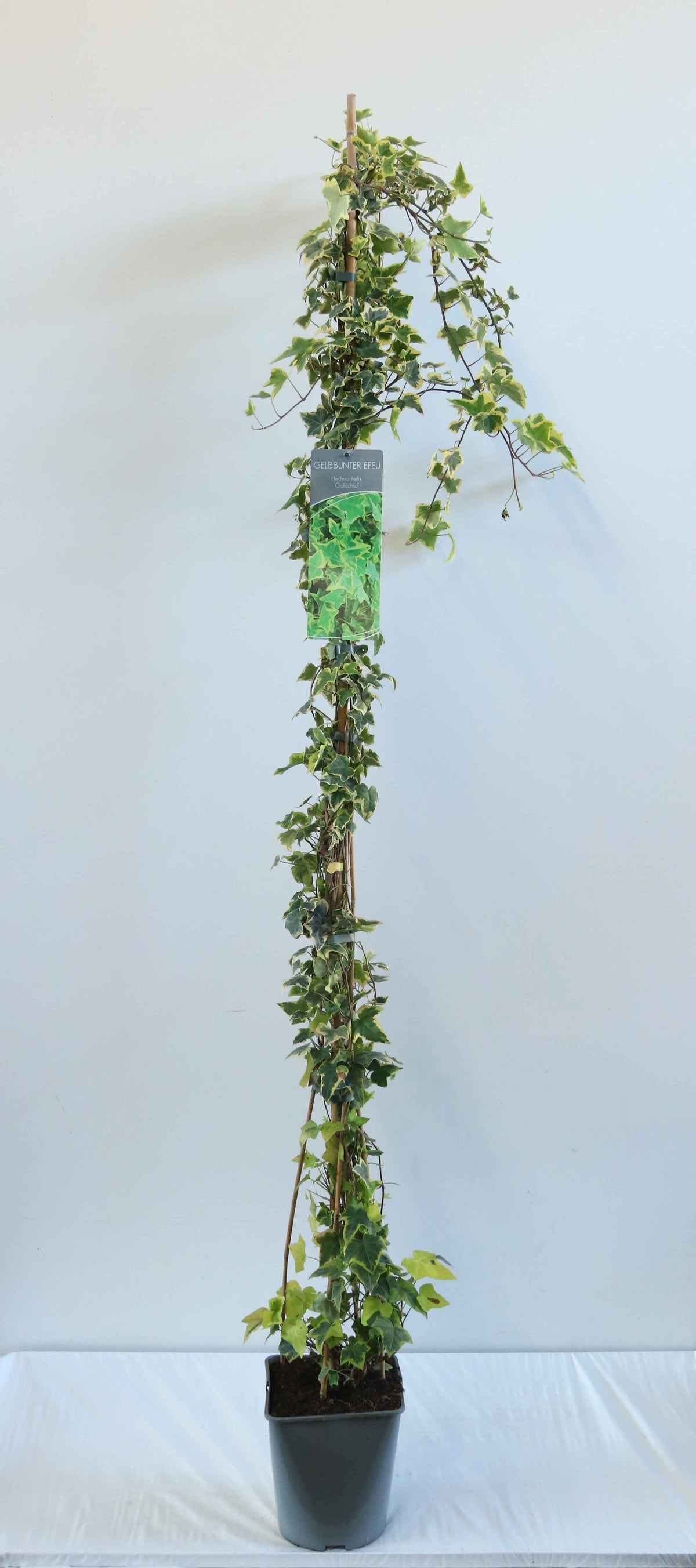Hedera helix &