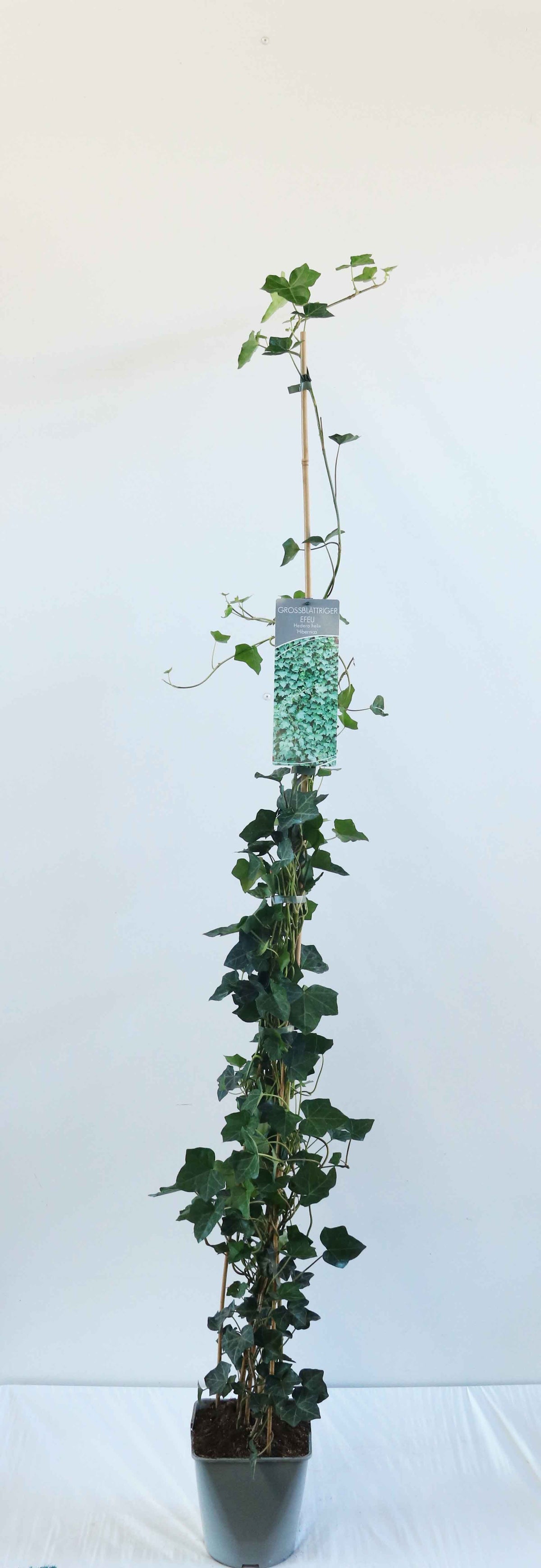 Hedera hibernica C5 (5 liters kruka) 100-125 cm