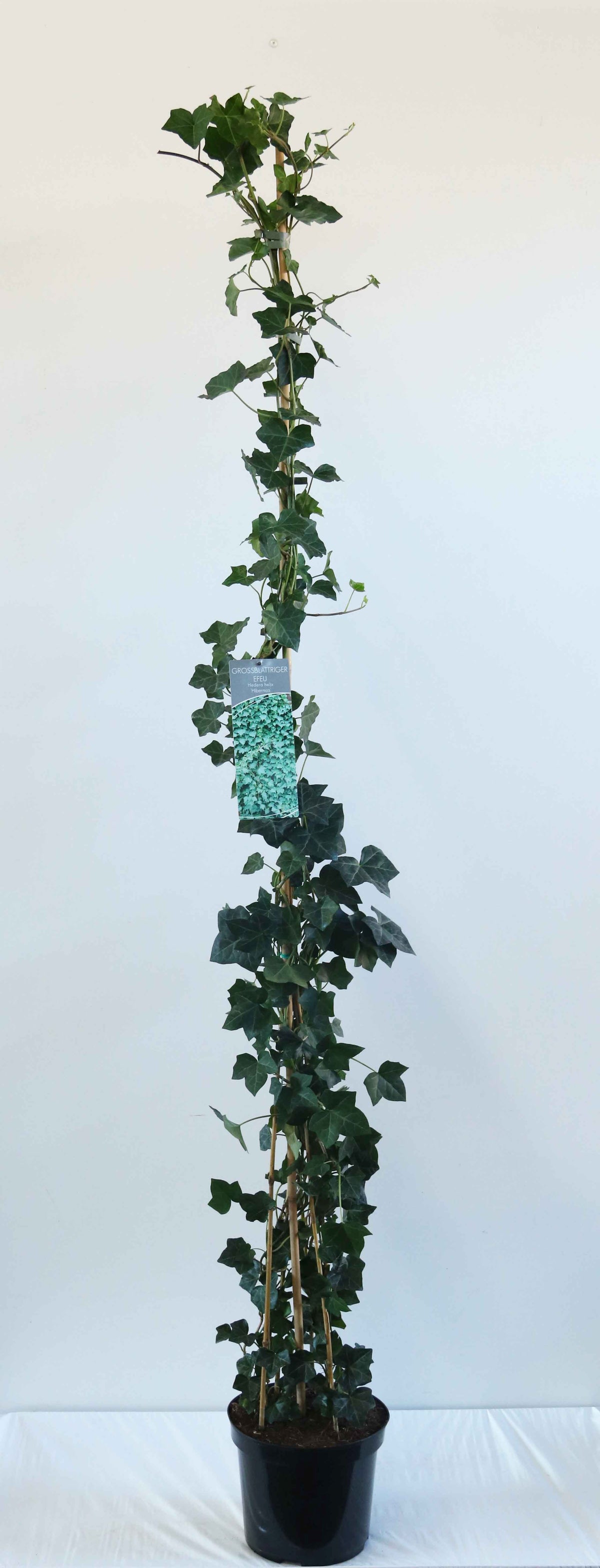Hedera hibernica C7,5 (7,5 liters kruka) 150-200 cm