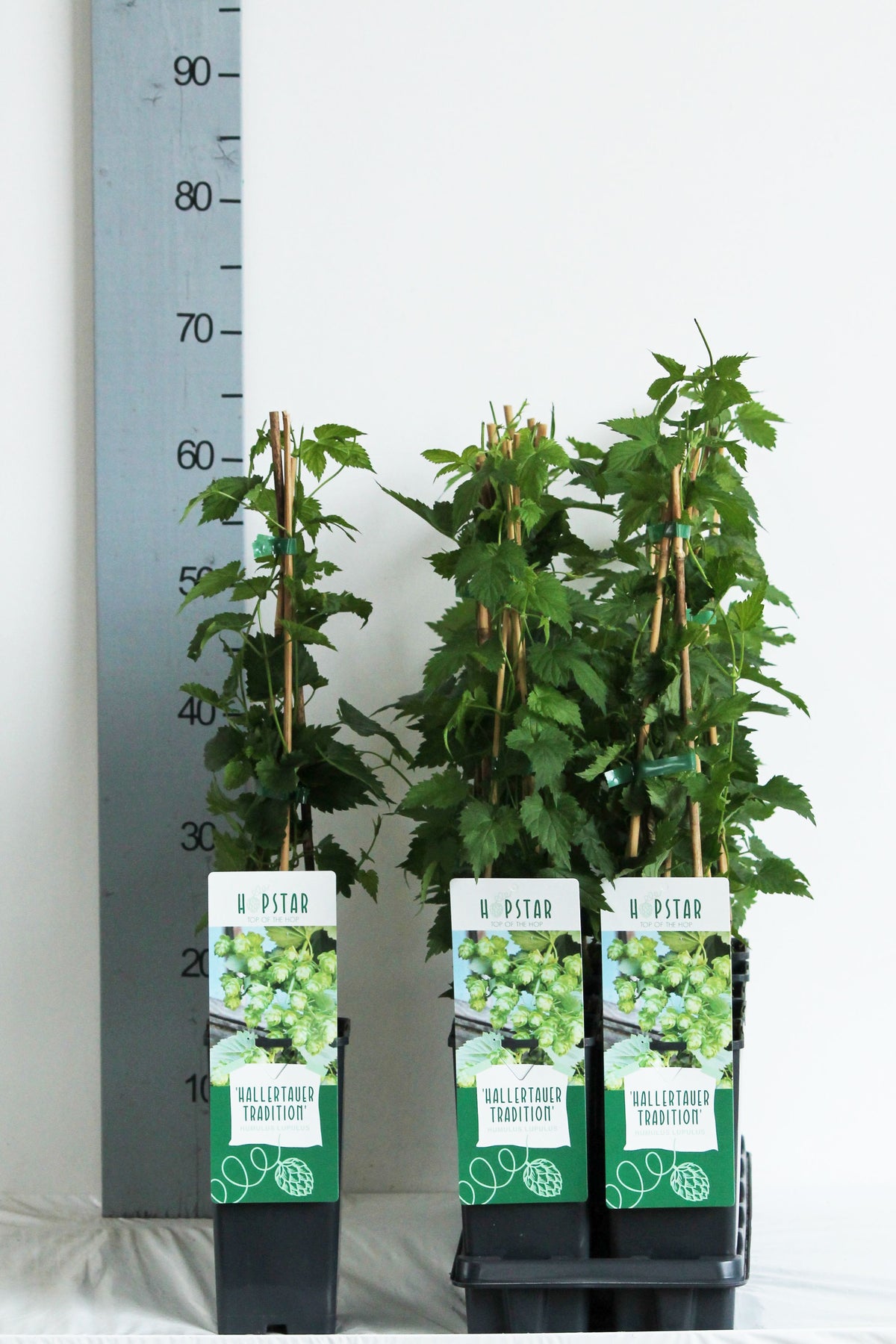 Humulus lupulus &