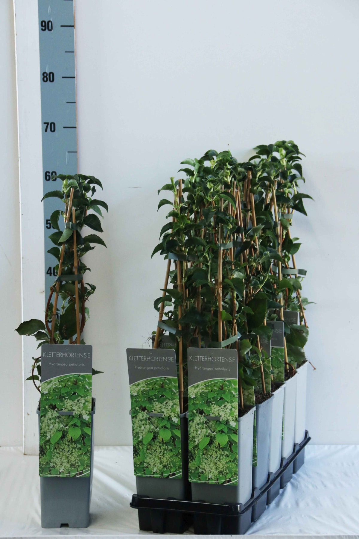 Hydrangea anomala petiolaris C2 (2 liters kruka) / 17 cm kruka 40-60 cm