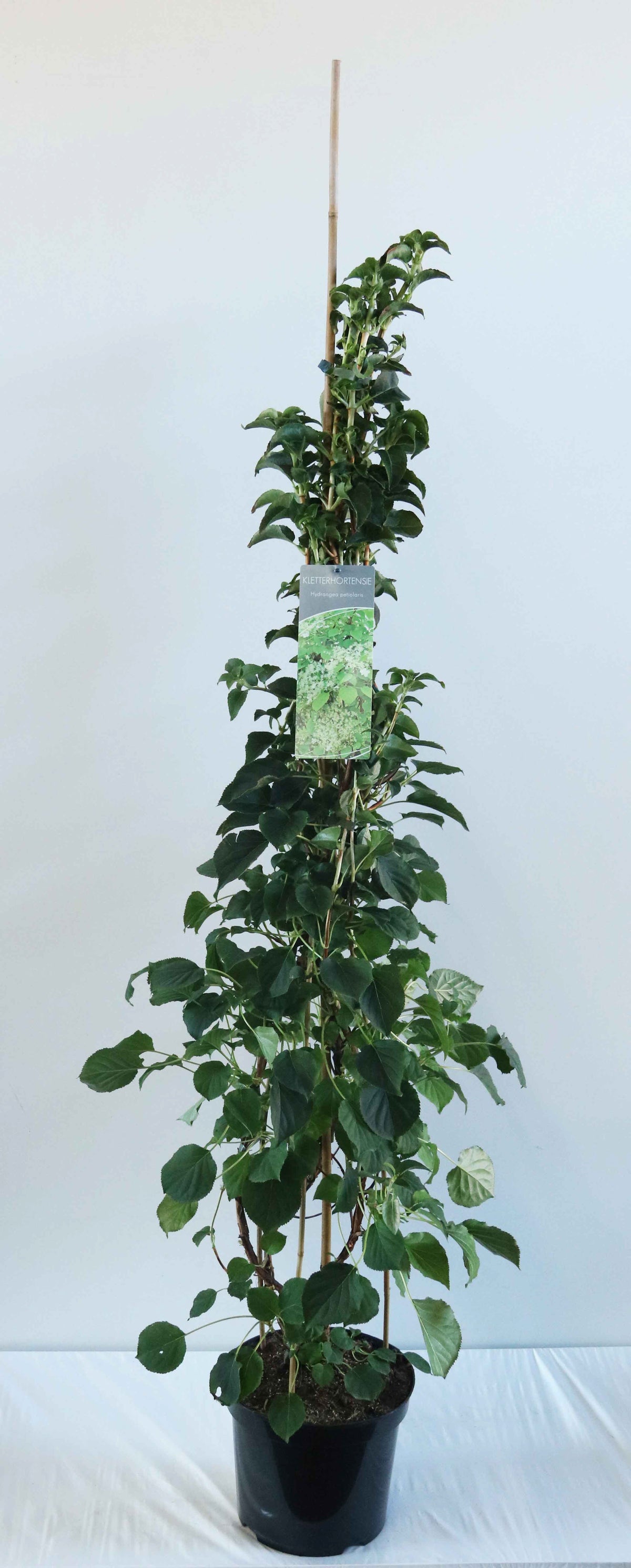 Hydrangea anomala petiolaris 100-125 cm C7,5 (7,5 liters kruka)