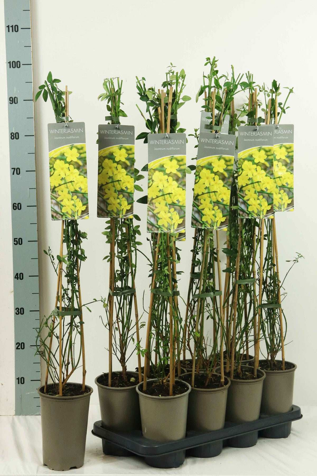 Jasminum nudiflorum 60-100 cm (17 cm kruka, 3 käppar)