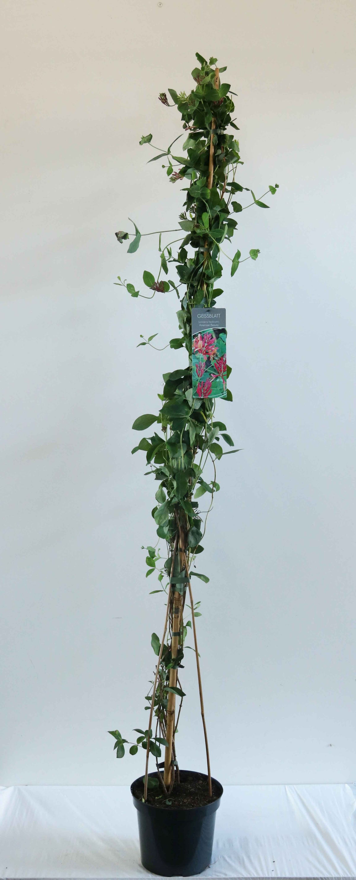Lonicera heckrottii &