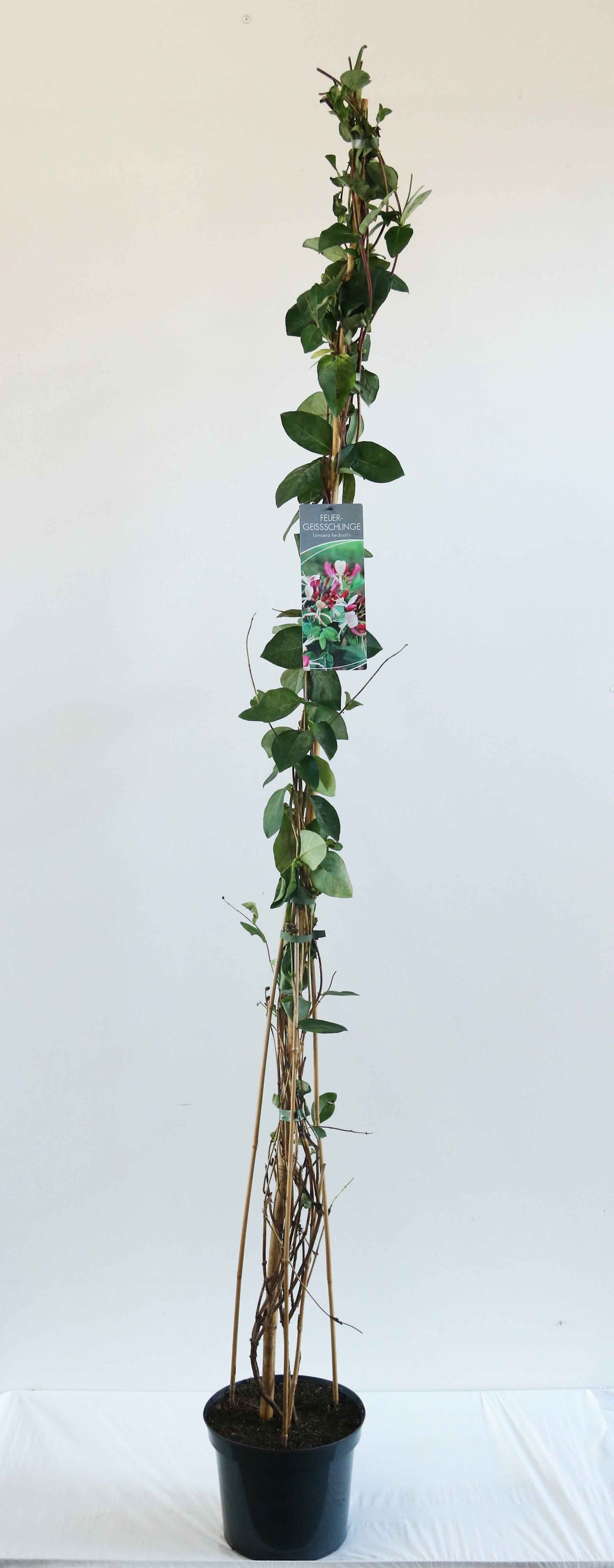 Lonicera heckrottii 150-200 cm, C7,5 (7,5 liters kruka)