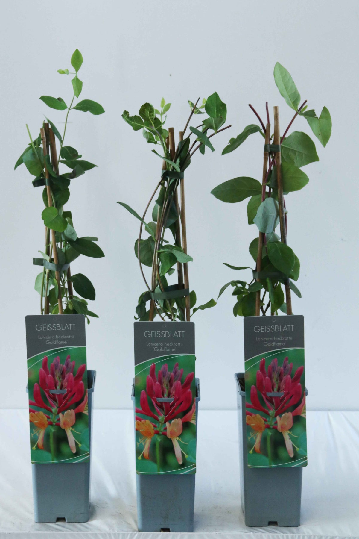 Lonicera heckr. &