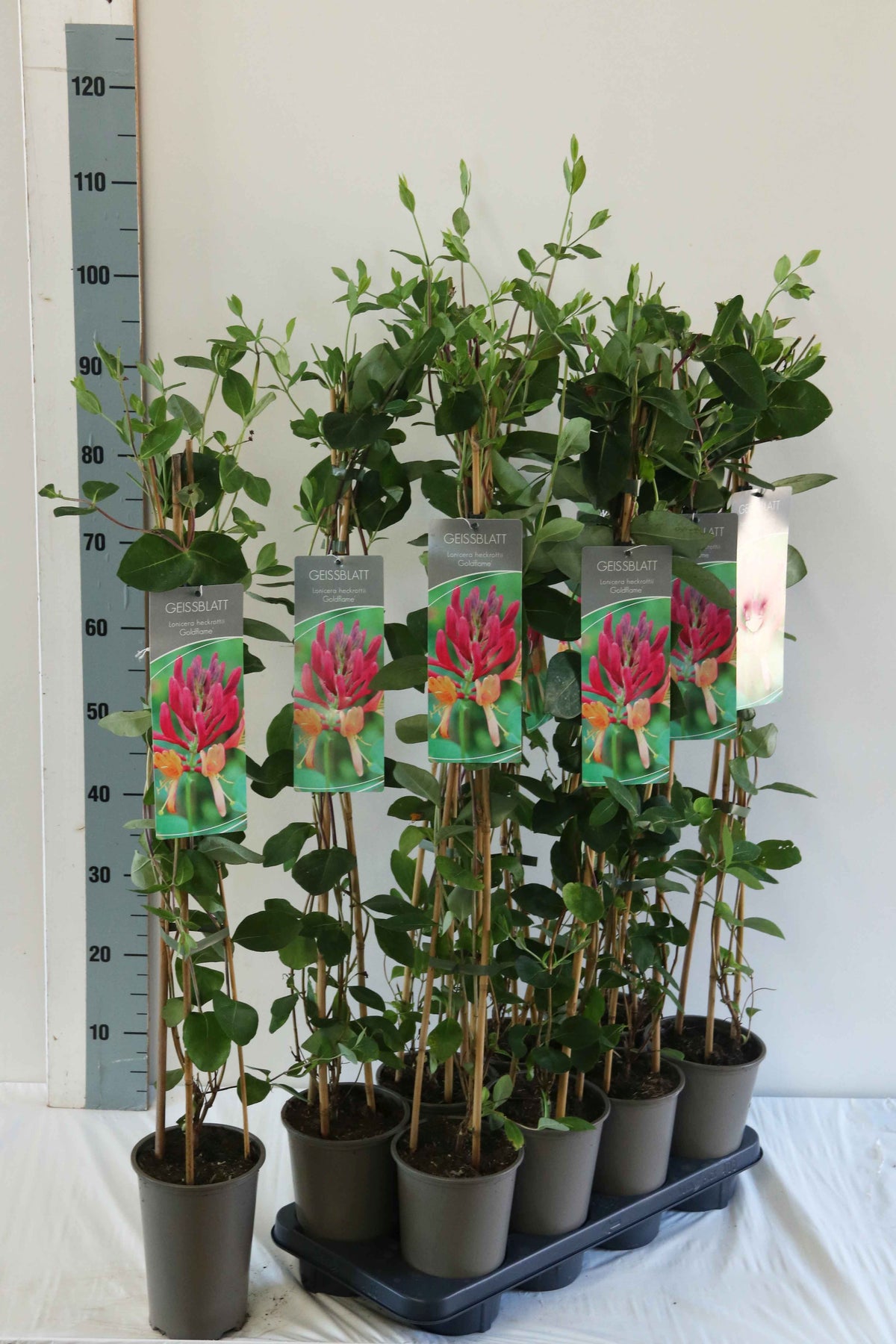 Blomsterkaprifol Lonicera heckr. &