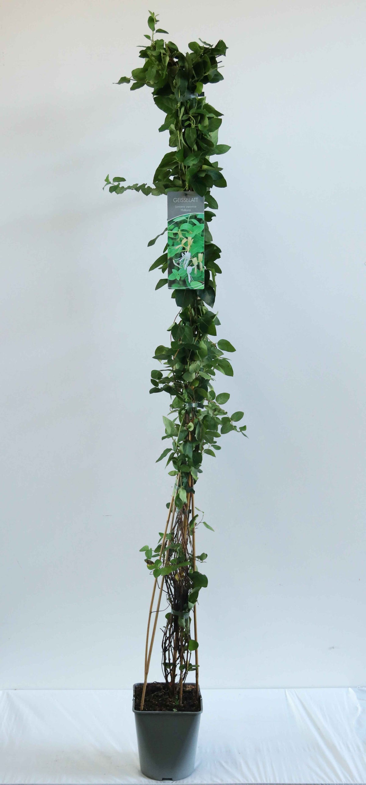 Lonicera jap. &