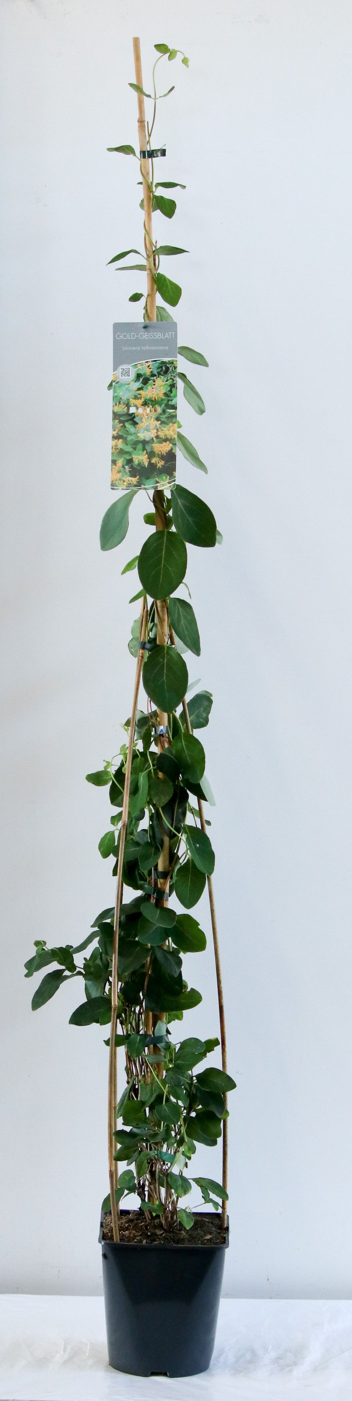 Lonicera tellmanniana C5 (5 liters kruka) 100-125 cm