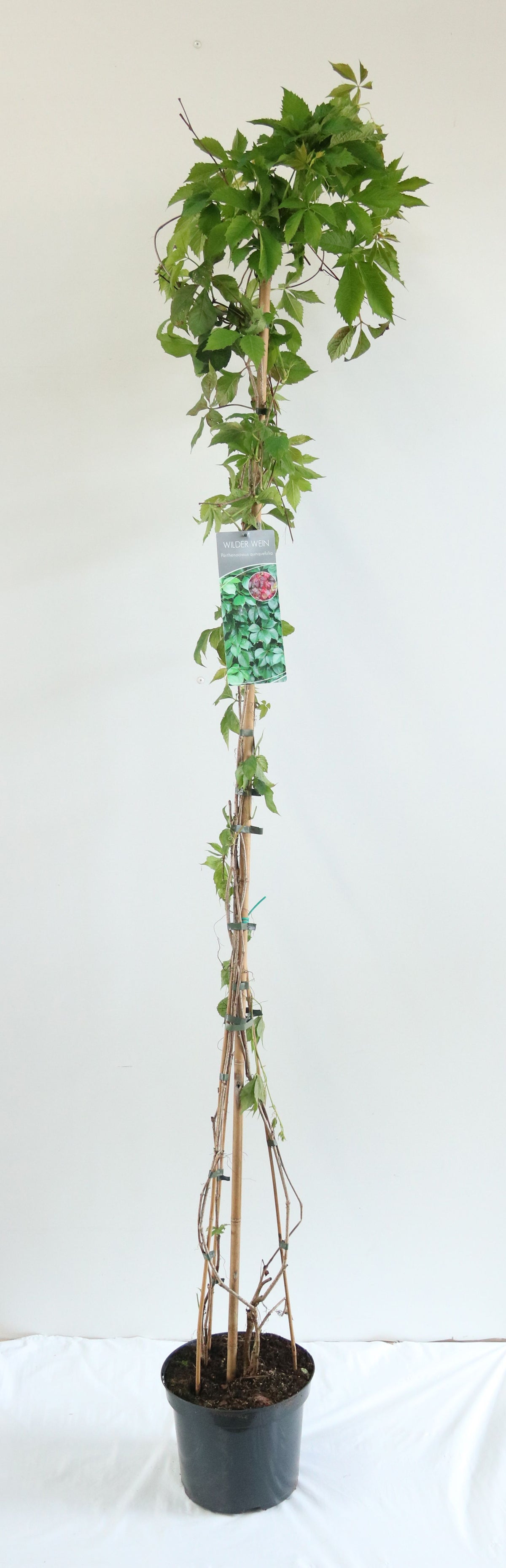 Parthenocissus quinquefolia 80-100 cm, C1,5 (1,5 liters kruka)