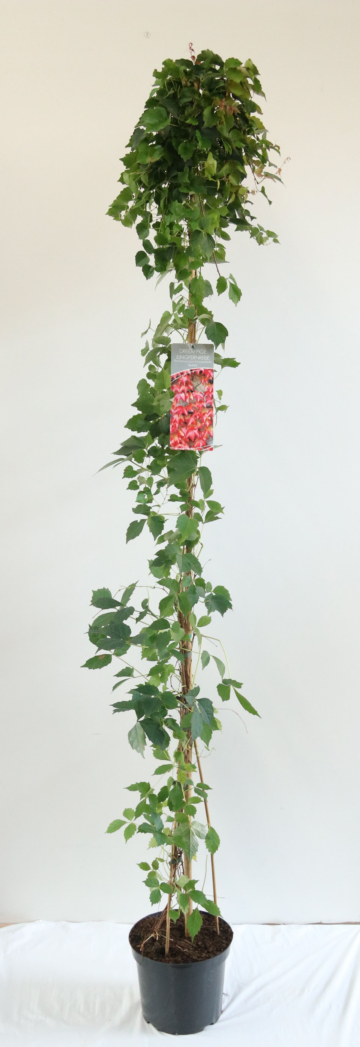Parthenocissus tr. &