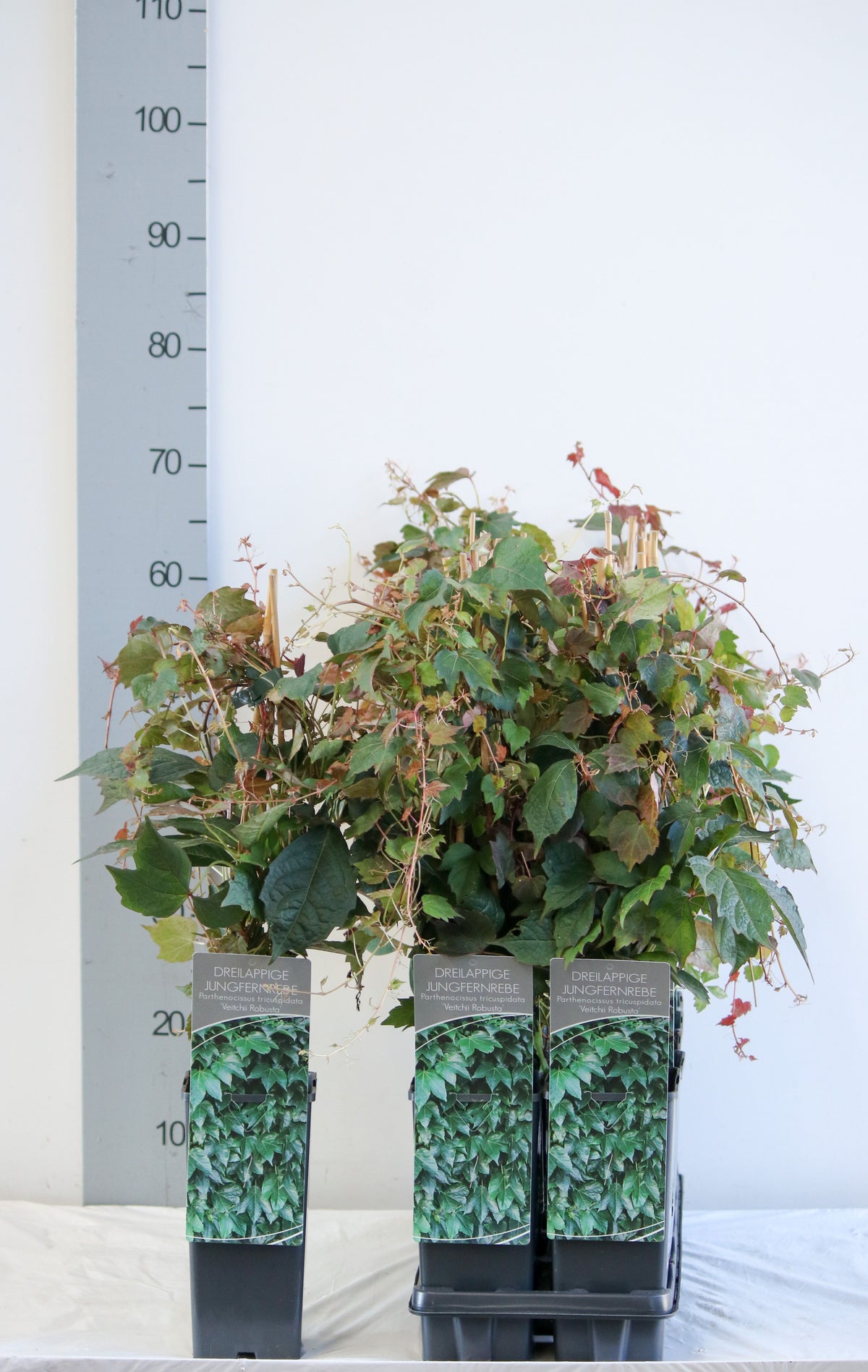 Parthenocissus tr. &