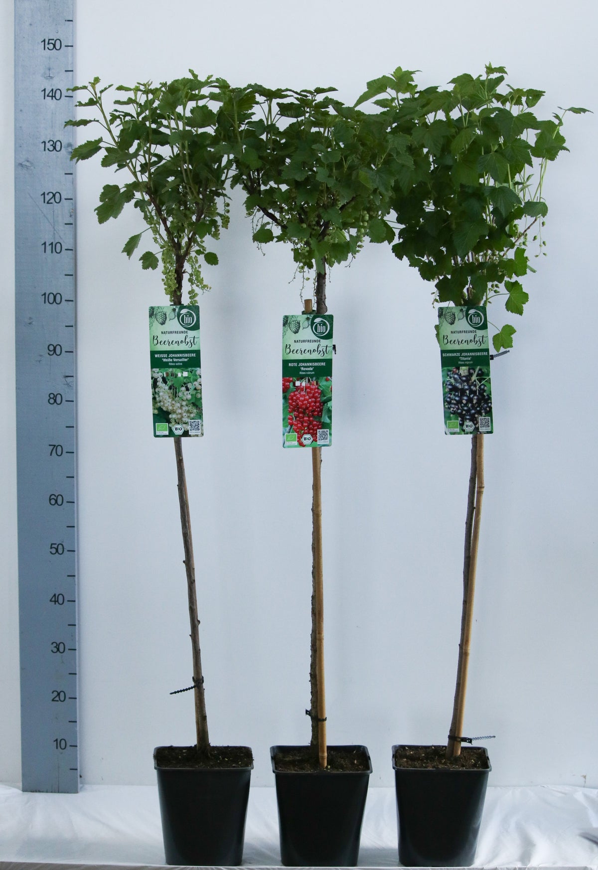 Ribes i olika sorter, 90 cm stam, C5 (5 liters kruka)