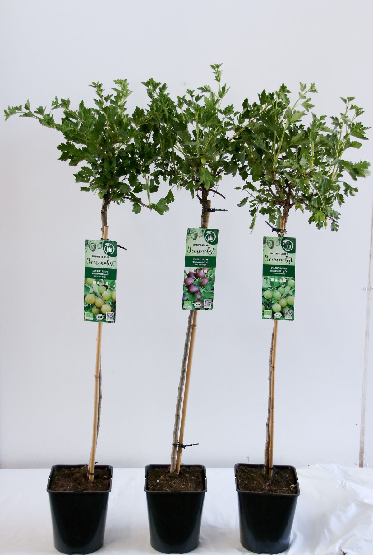 Ribes uva-crispa i sorter stam 90 cm C5 (5 liters kruka) / 23 cm kruka