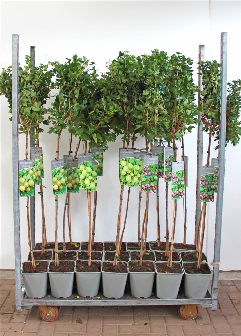 Ribes uva-crispa (Krusbär) i sorter - 90 cm stam, C5 (5 liters kruka)