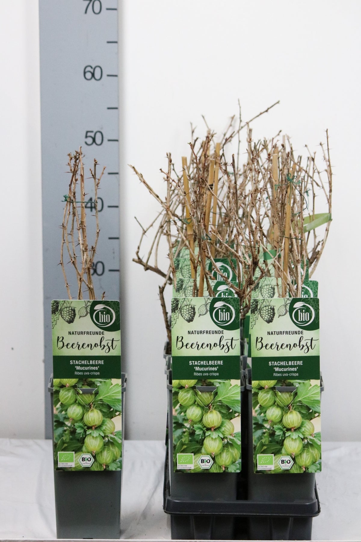 Ribes uva-crispa &