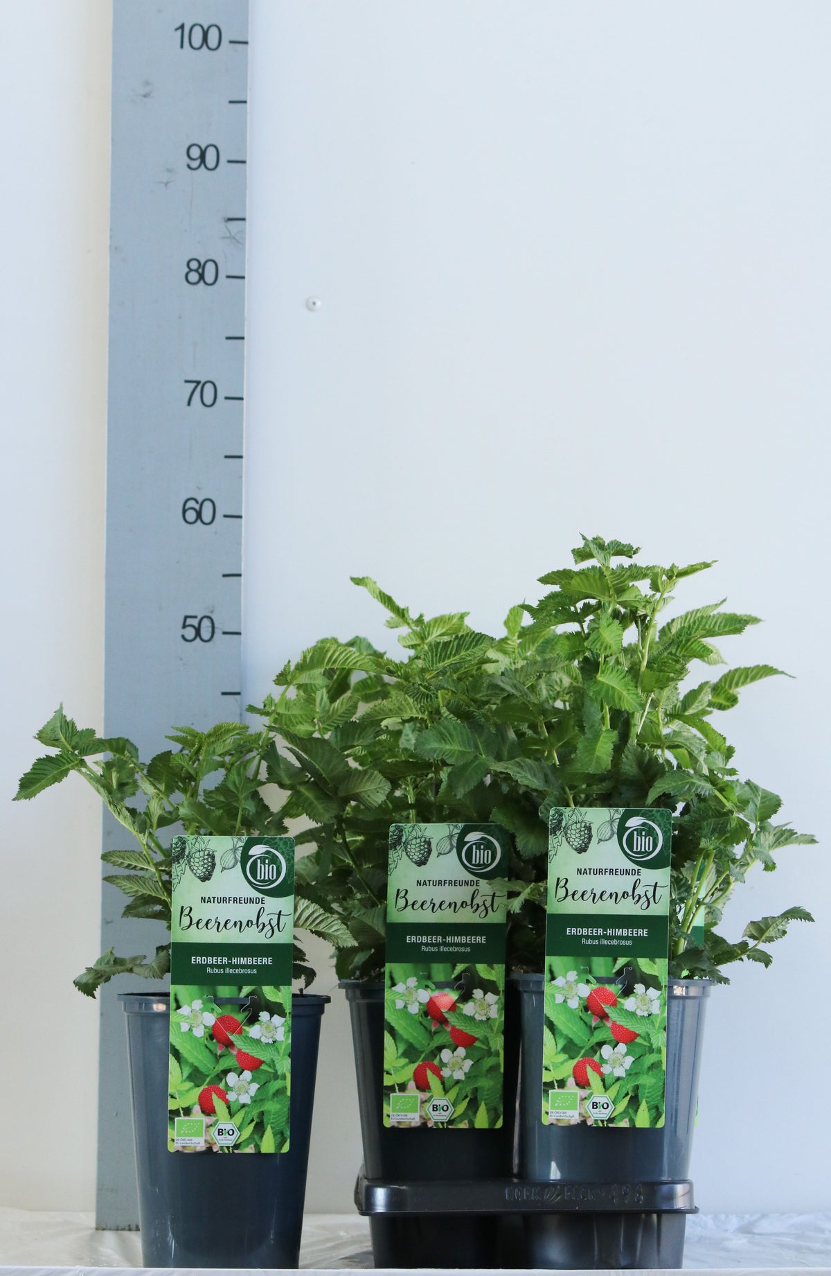 Rubus illecebrosus C3 (3 liters kruka) 40-50 cm
