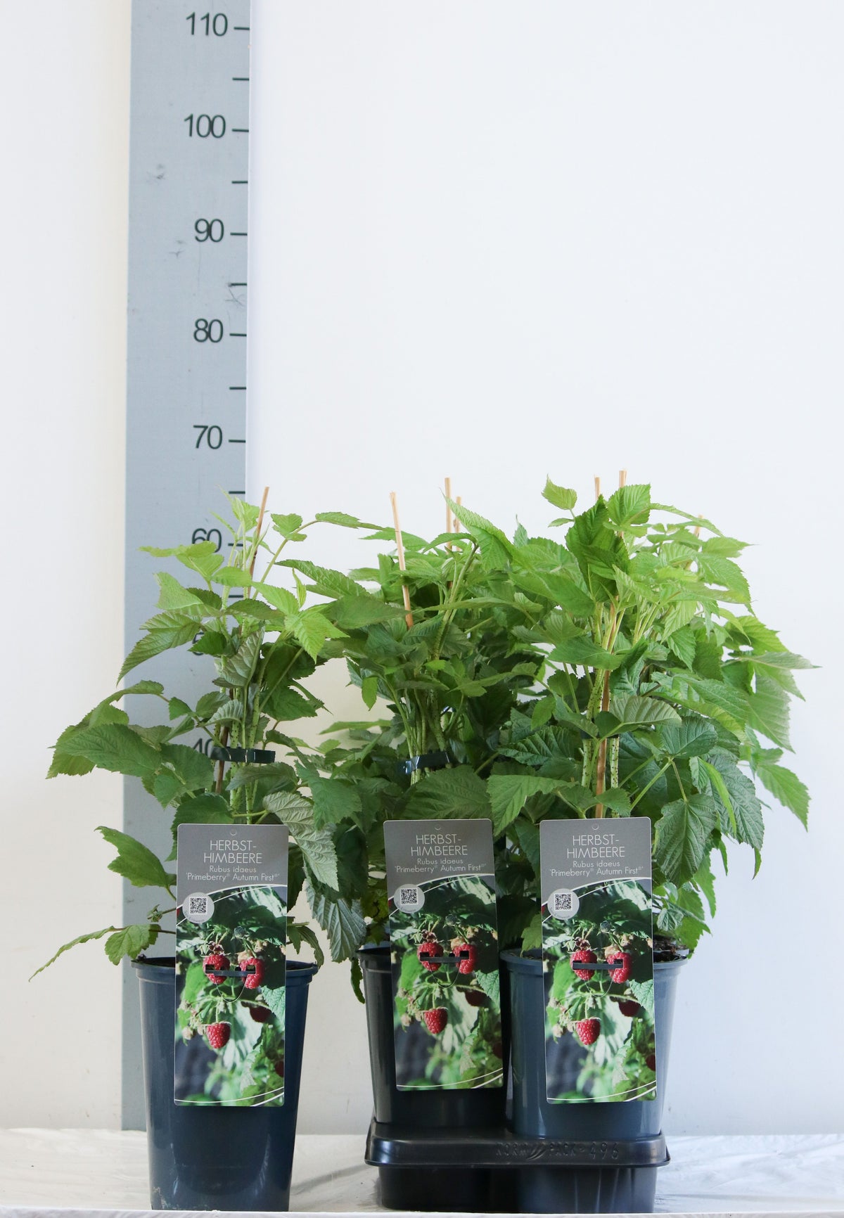 Rubus id. &