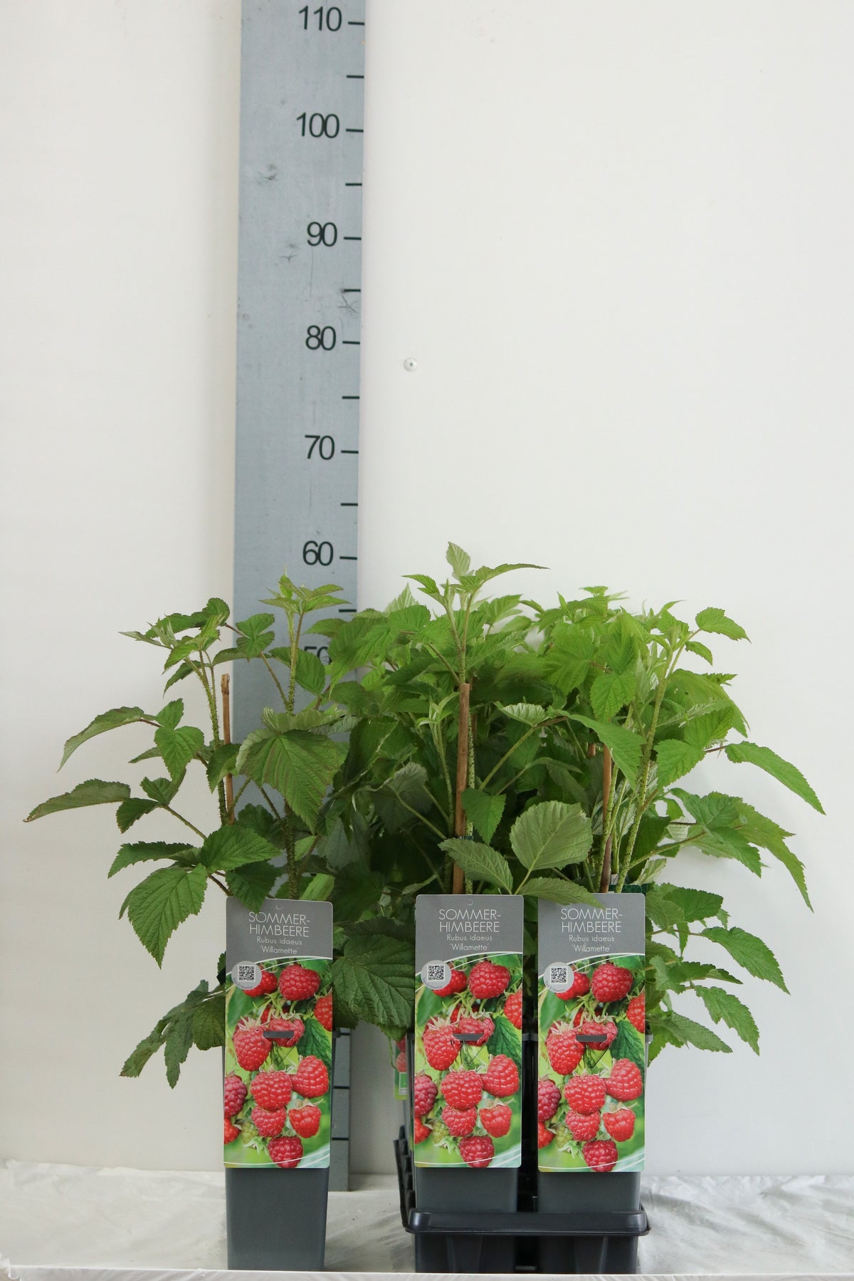 Rubus idaeus &