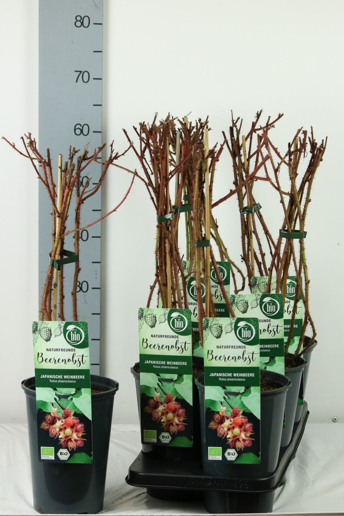 Rubus phoenicolasius C3 (3 liters kruka) 40-50 cm