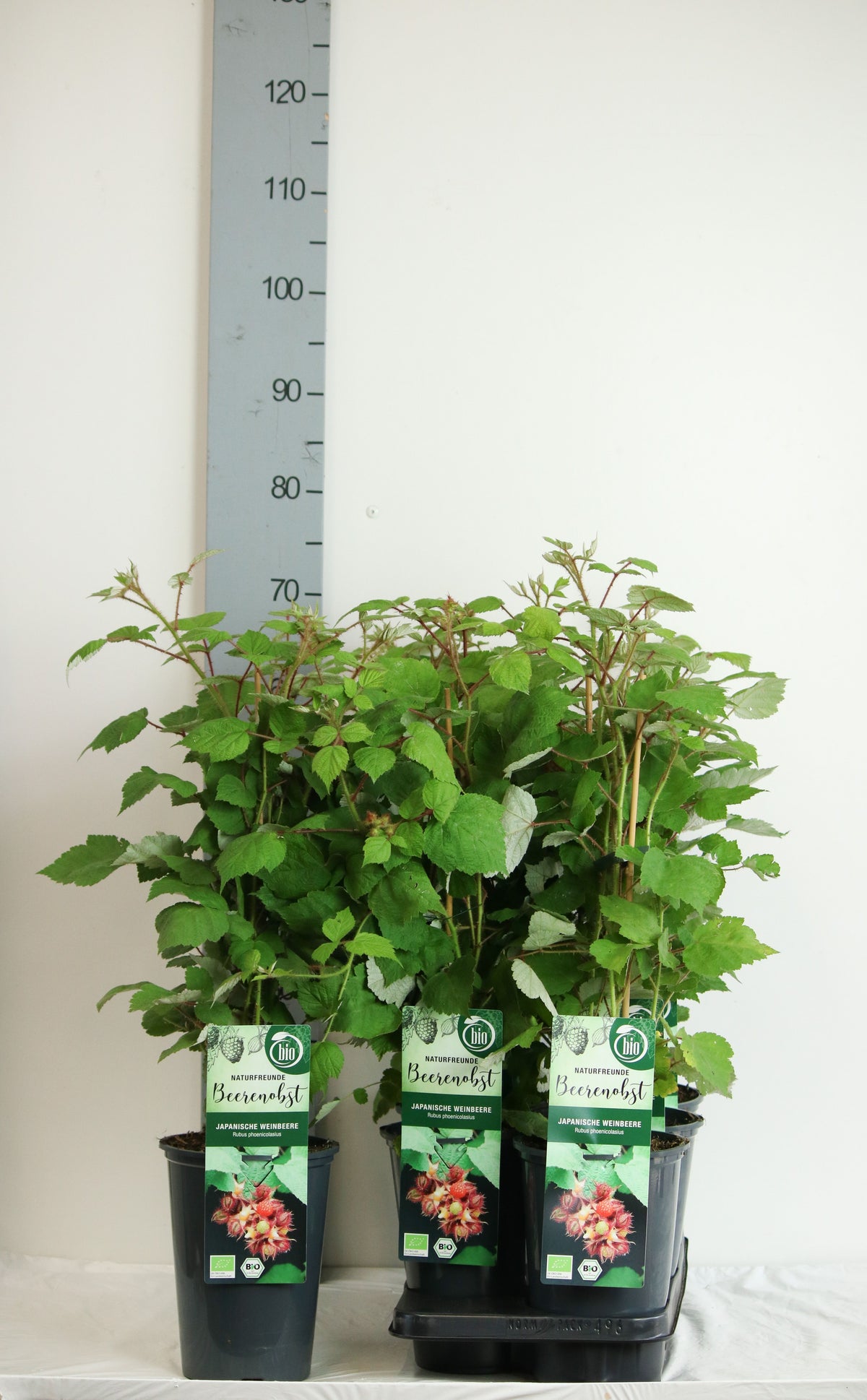 Rubus phoenicolasius C3 (3 liters kruka / 19 cm kruka) 40-50 cm