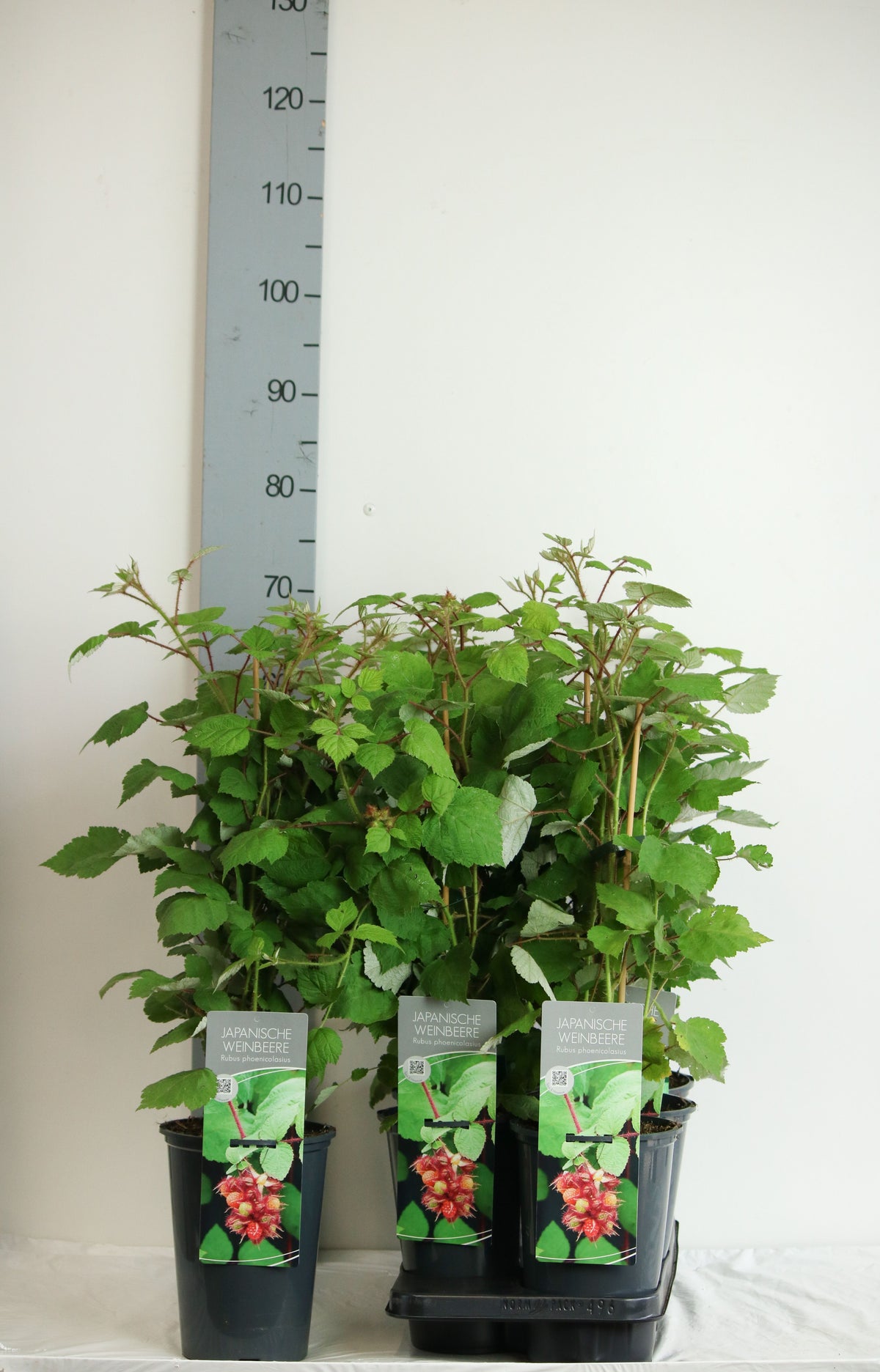 Rubus phoenicolasius C3 (3 liters kruka) 40-60 cm