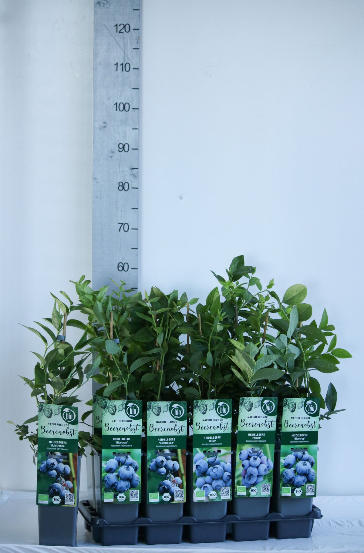 Vaccinium i sorter C2 (2 liters kruka) 30–35 cm