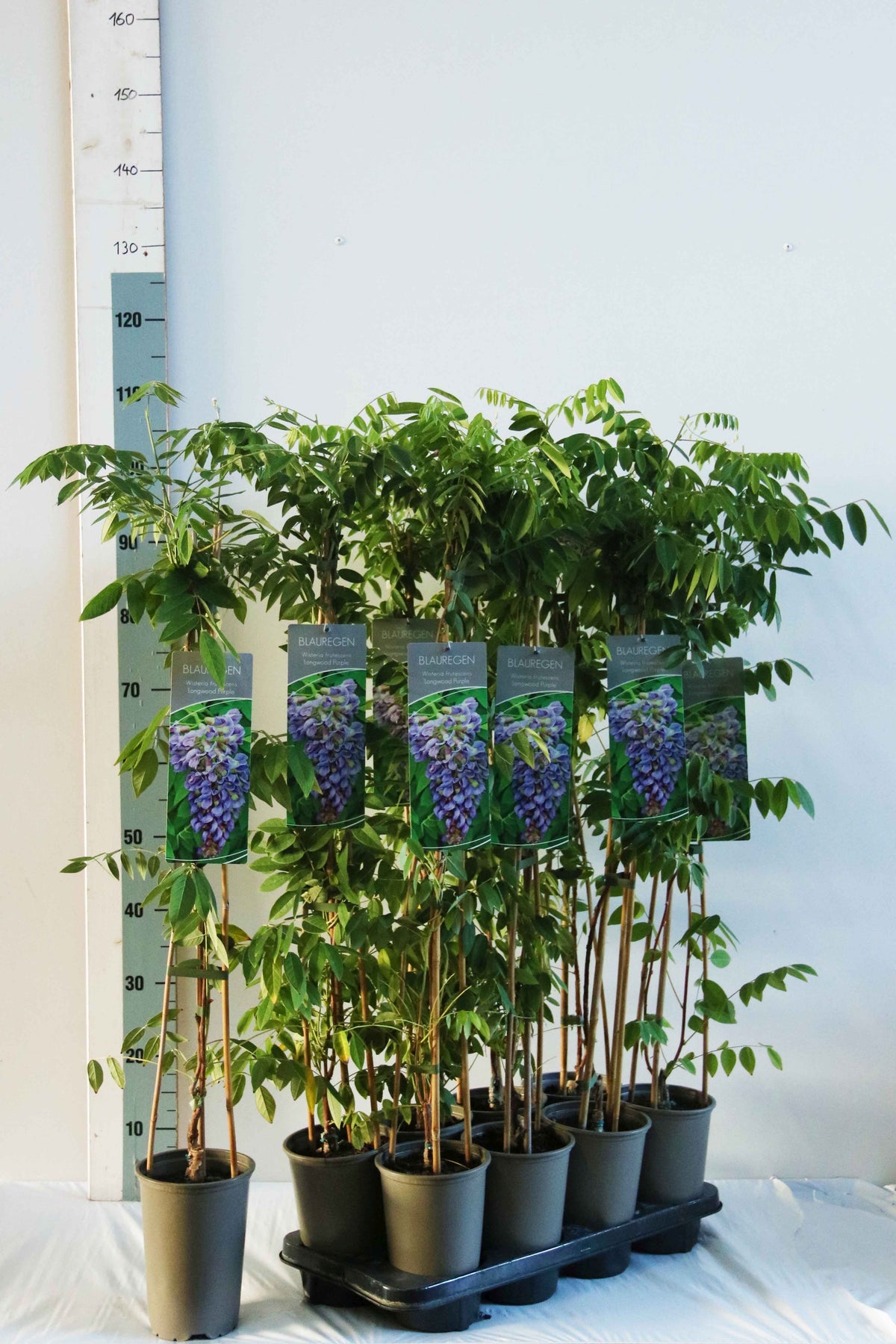 Wisteria frutescens &