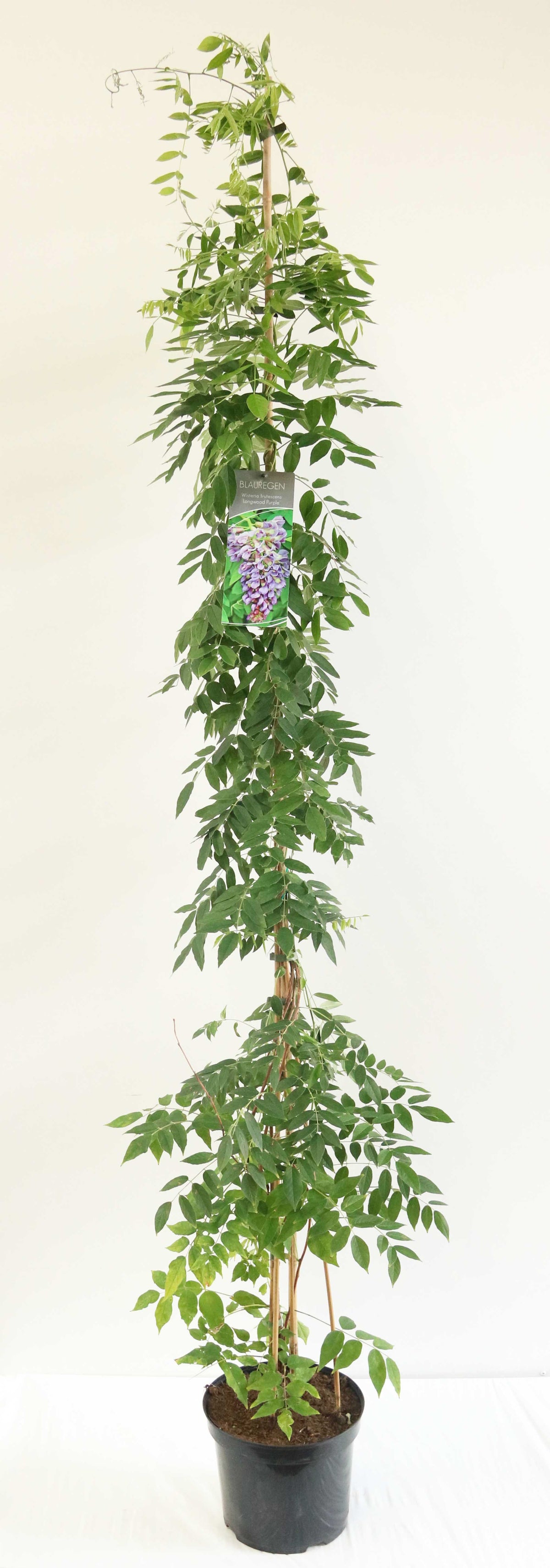 Wisteria frut. &