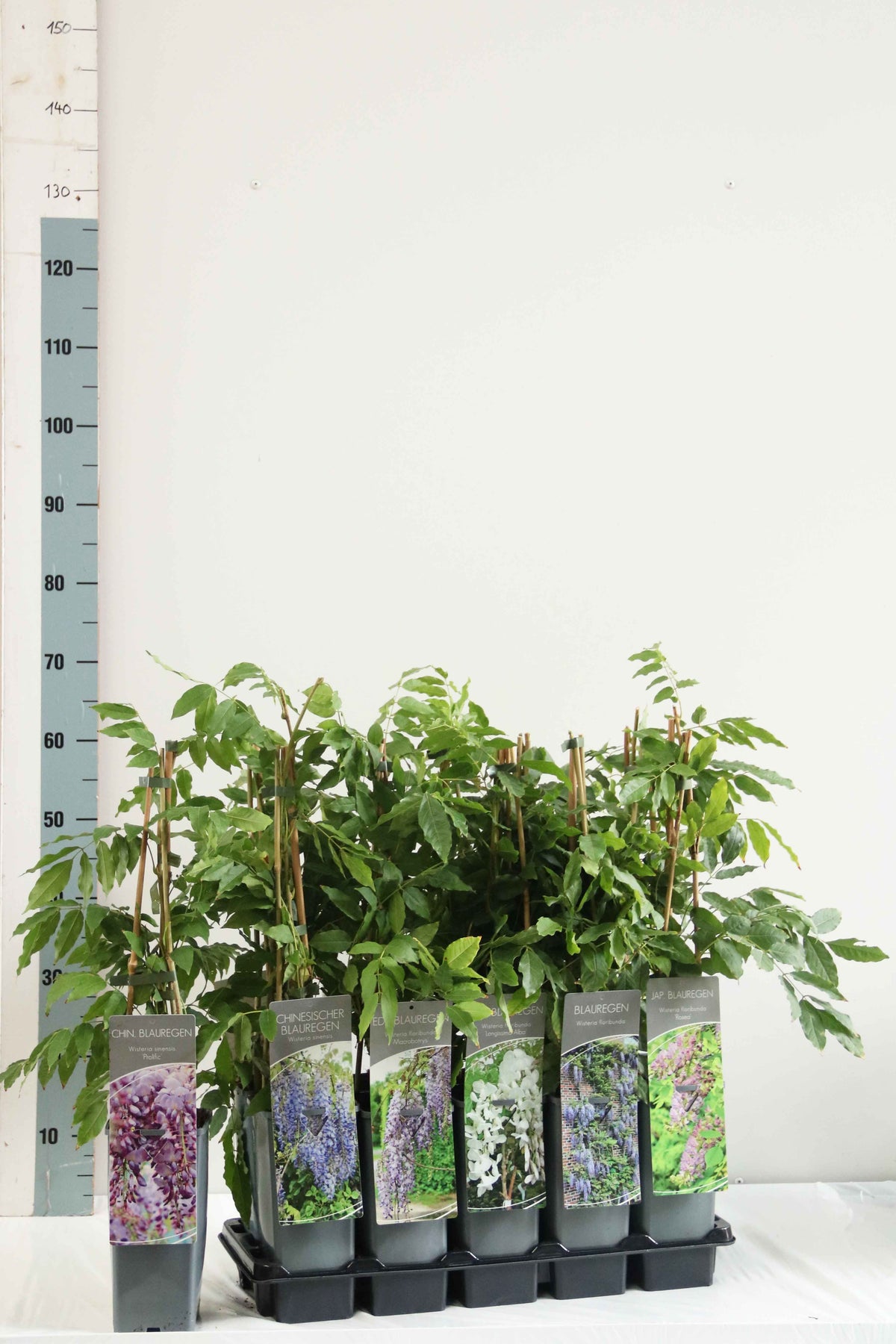 Wisteria i sorter C2 (2 liters kruka) 40-60 cm, 3 käppar