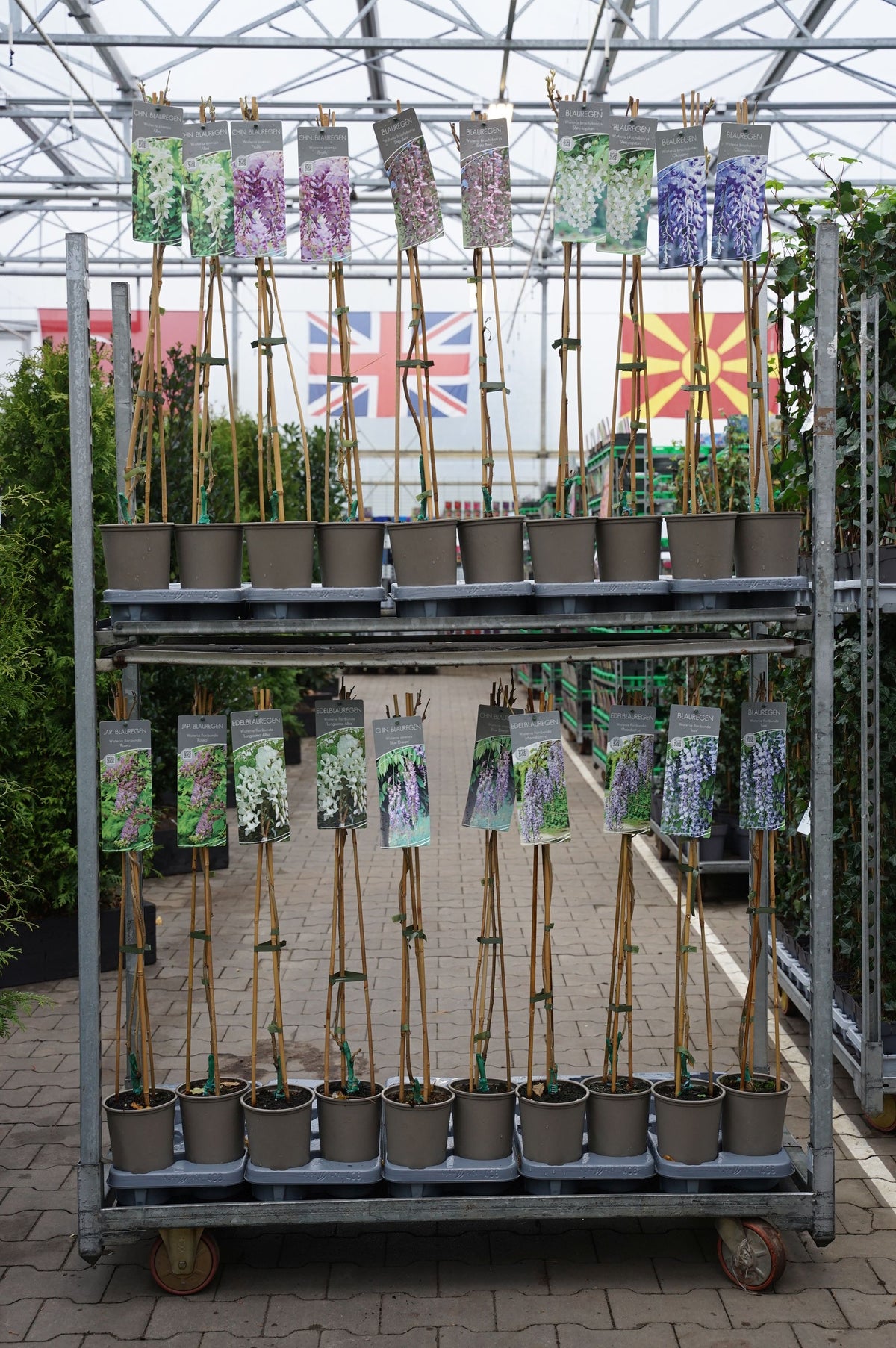 Wisteria i sorter, 17 cm kruka, 60-100 cm (3 käppar)