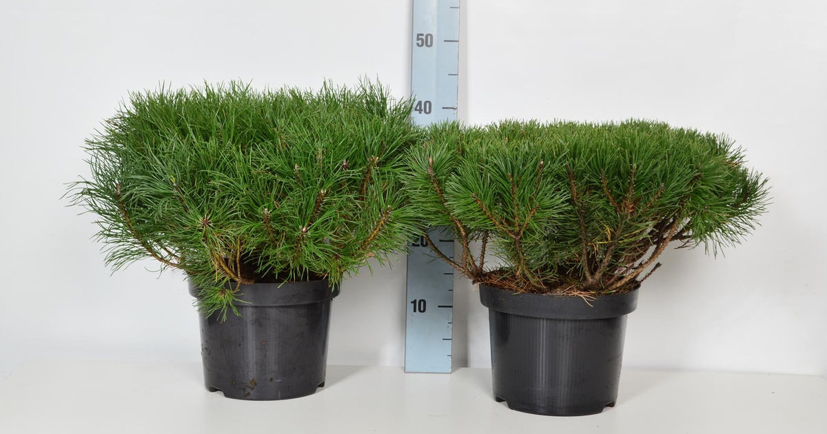 Pinus mugo pumilio C5 (5 liters kruka) 30-35 cm