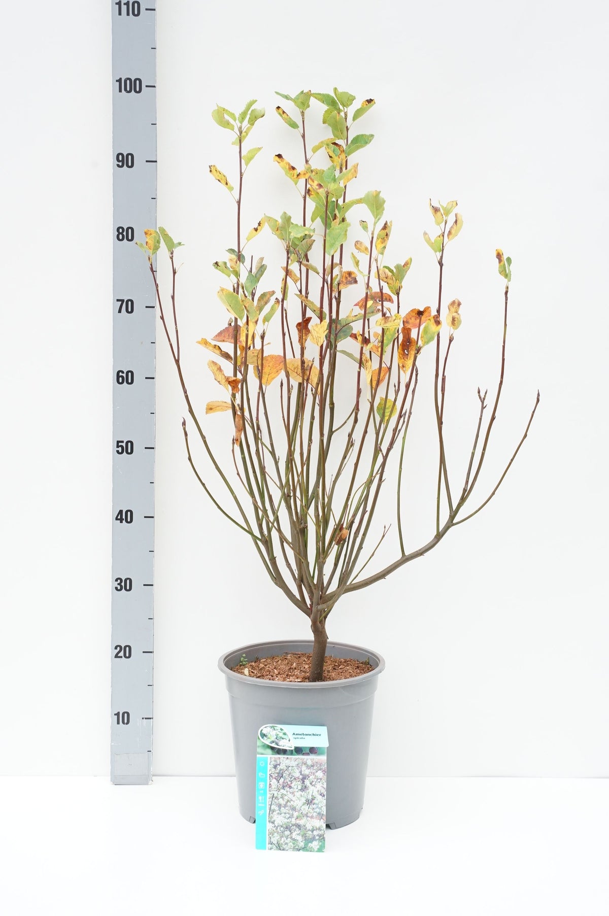 Amelanchier spicata C7 (7 liters kruka) 50-60 cm