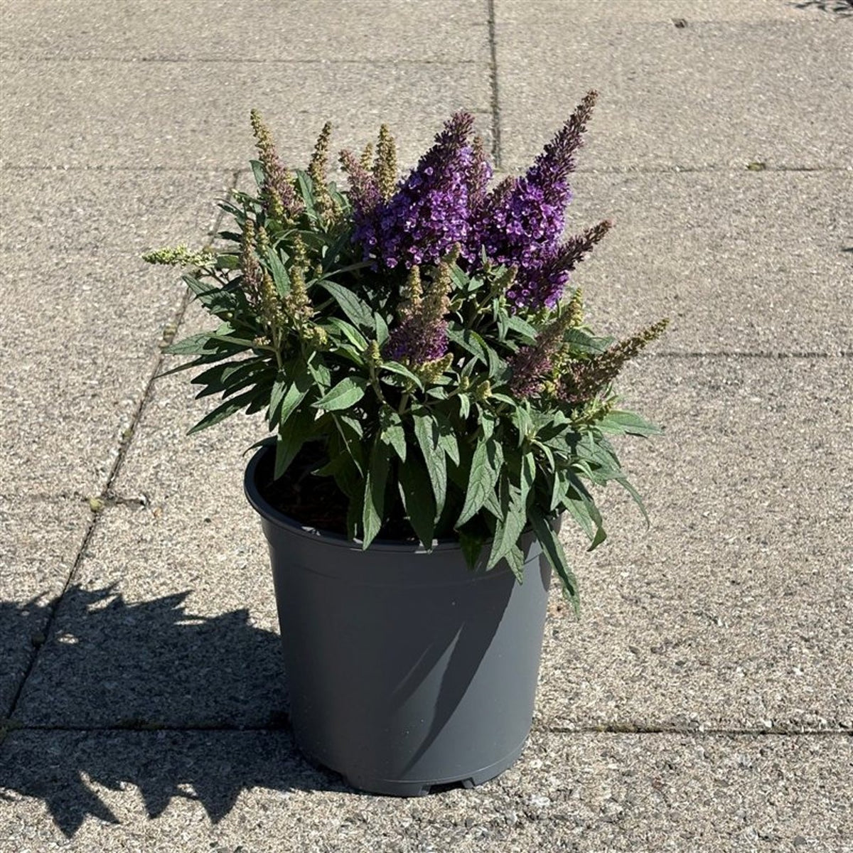 Buddleja davidii &
