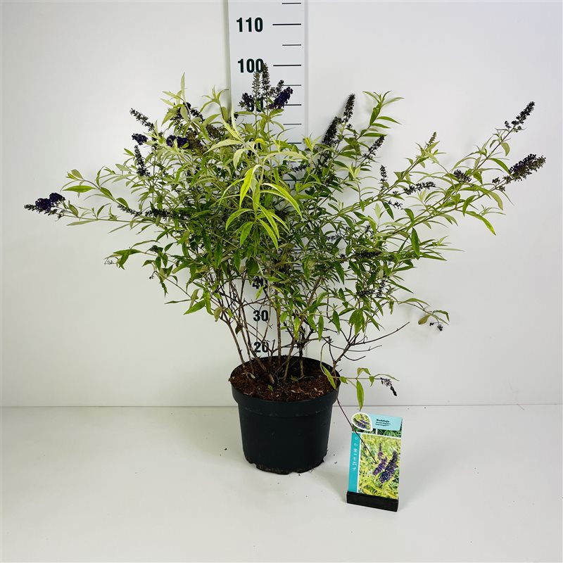 Buddleja davidii &