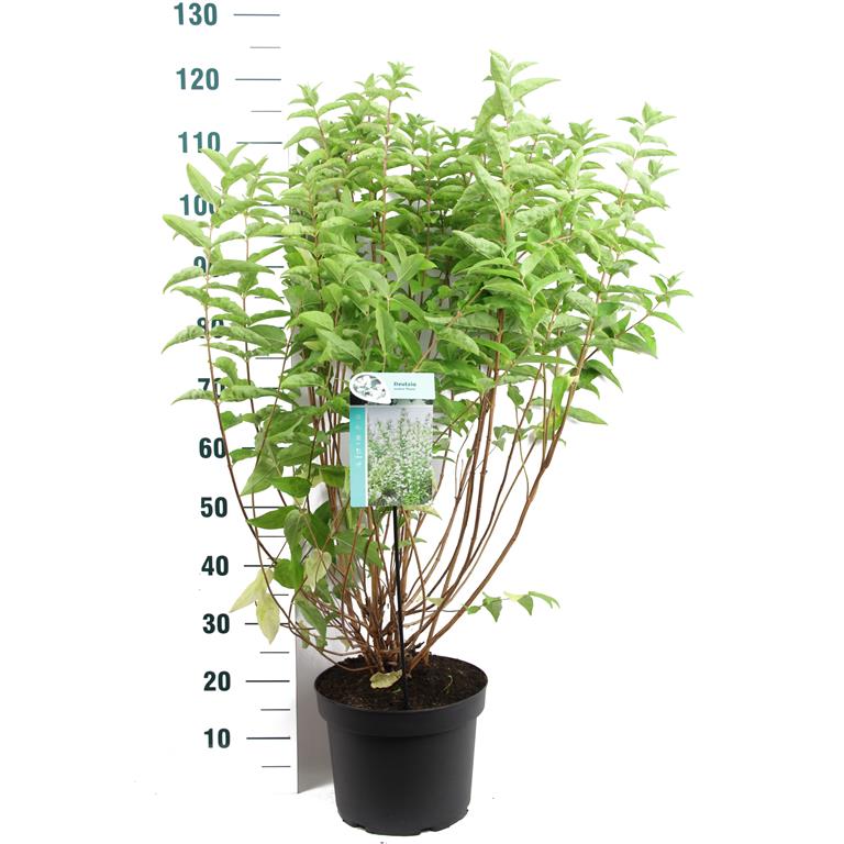 Deutzia scabra &