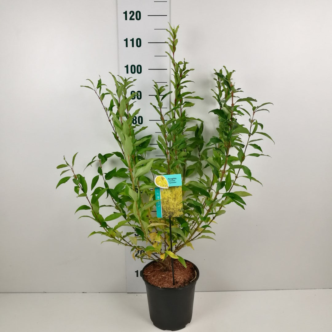 Praktforsythia Forsythia int. &